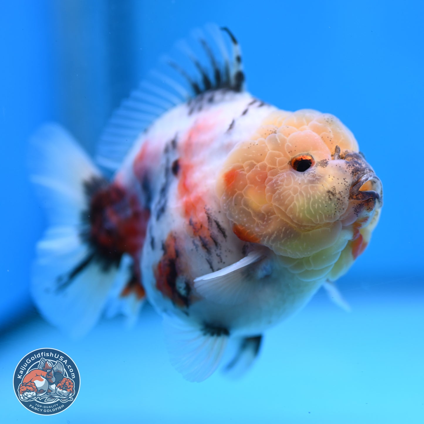 Tricolor Sakura YuanBao Oranda 3 inches Body - Male (250307_OR19)