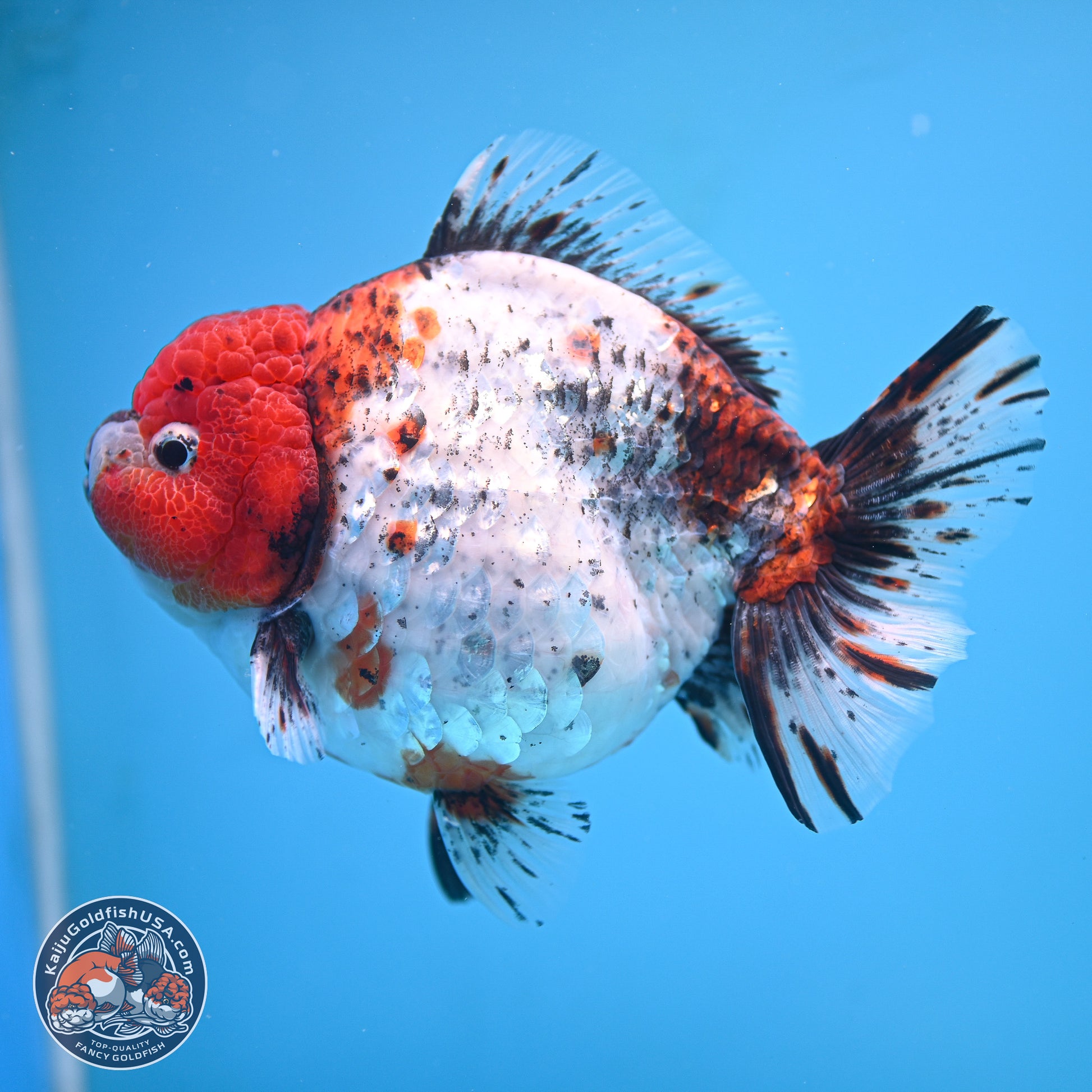 Jumbo Shogun Godzilla Oranda 6.5 inches - Male (241115_OR19) - Kaiju Goldfish USA