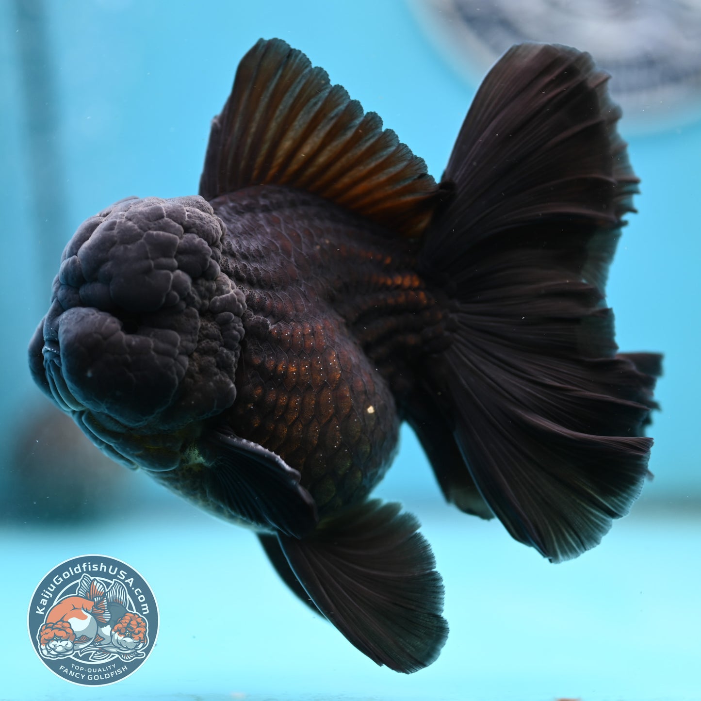 Jet Black Orchid Tail Oranda 4 inches Body - Male (250418_OR19)