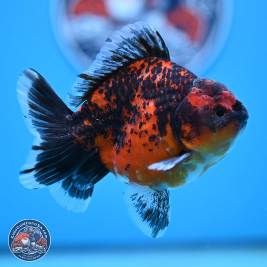 Shogun Red Kirin Oranda 4 inches Body - Male (250131_OR19)