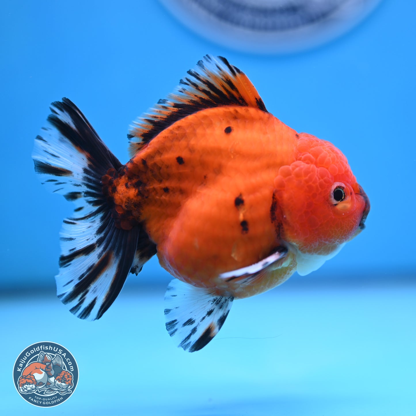 Shogun Tiger Oranda 3.5 inches Body - Male (250207_OR19)