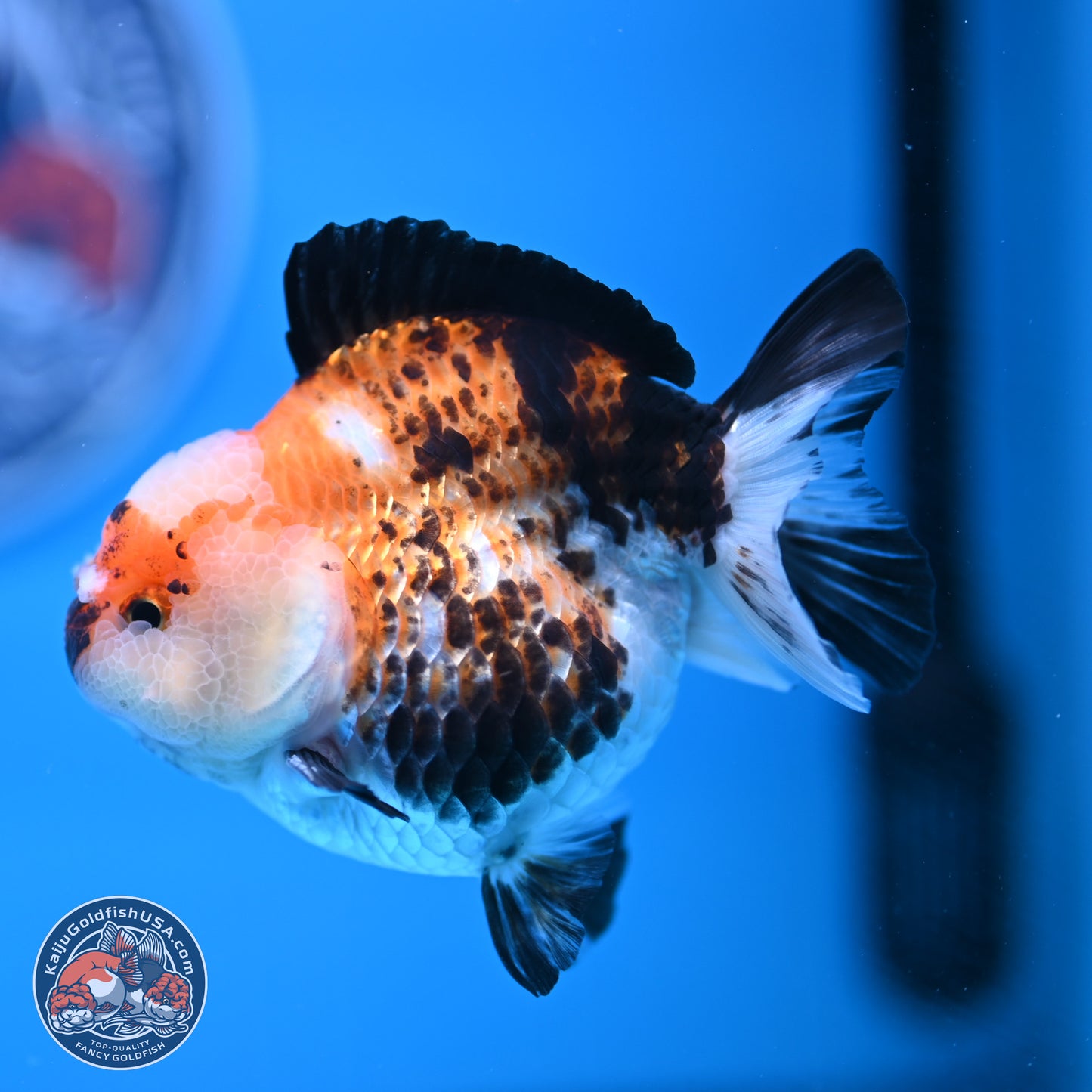 Tricolor Jade Seal YuanBao Oranda 3.5in Body (240816_OR19) - Kaiju Goldfish USA