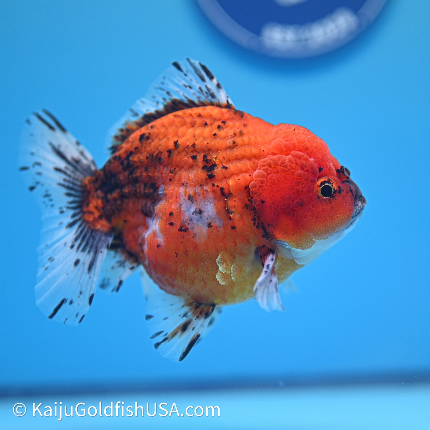 Shogun Godzilla Oranda 4in Body (240614_OR19) - Kaiju Goldfish USA