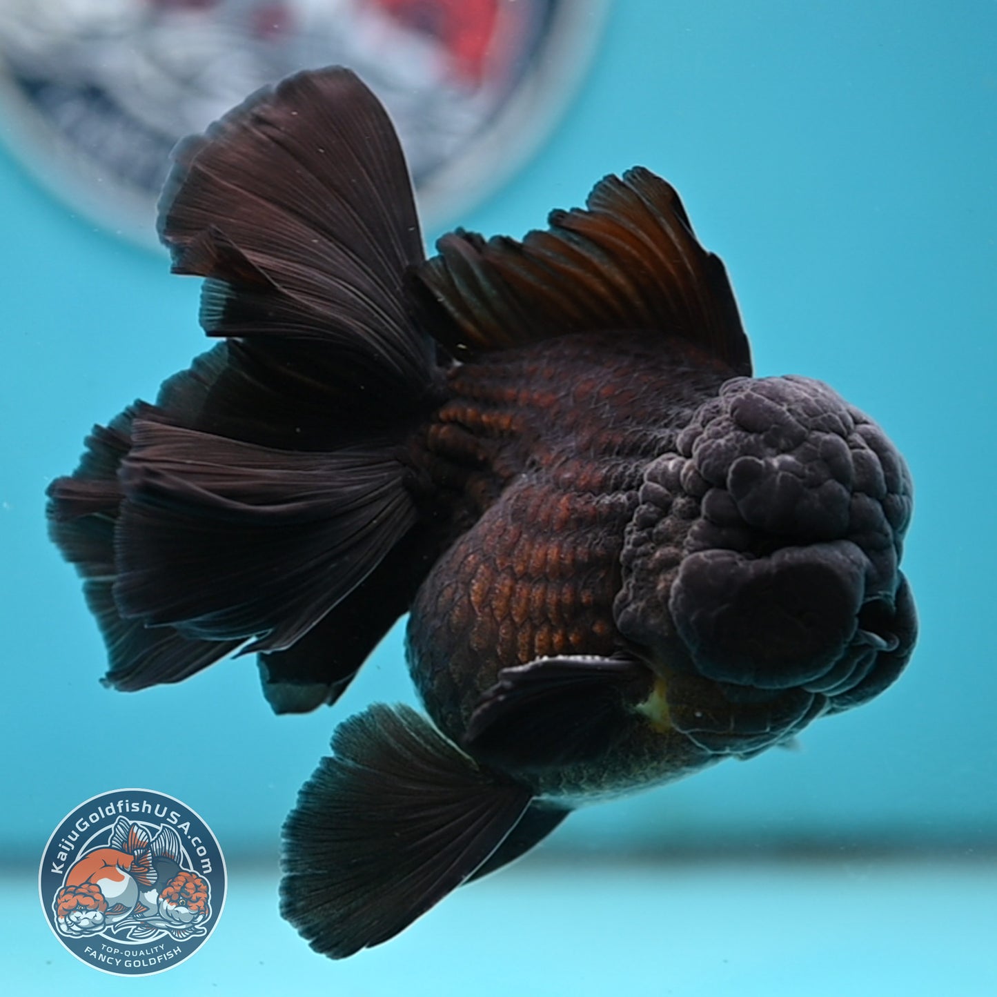 Jet Black Orchid Tail Oranda 4 inches Body - Male (250418_OR19)