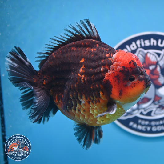 Jumbo Shogun Godzilla Red Kirin Oranda 6-7 inches (241004_OR19) - Kaiju Goldfish USA