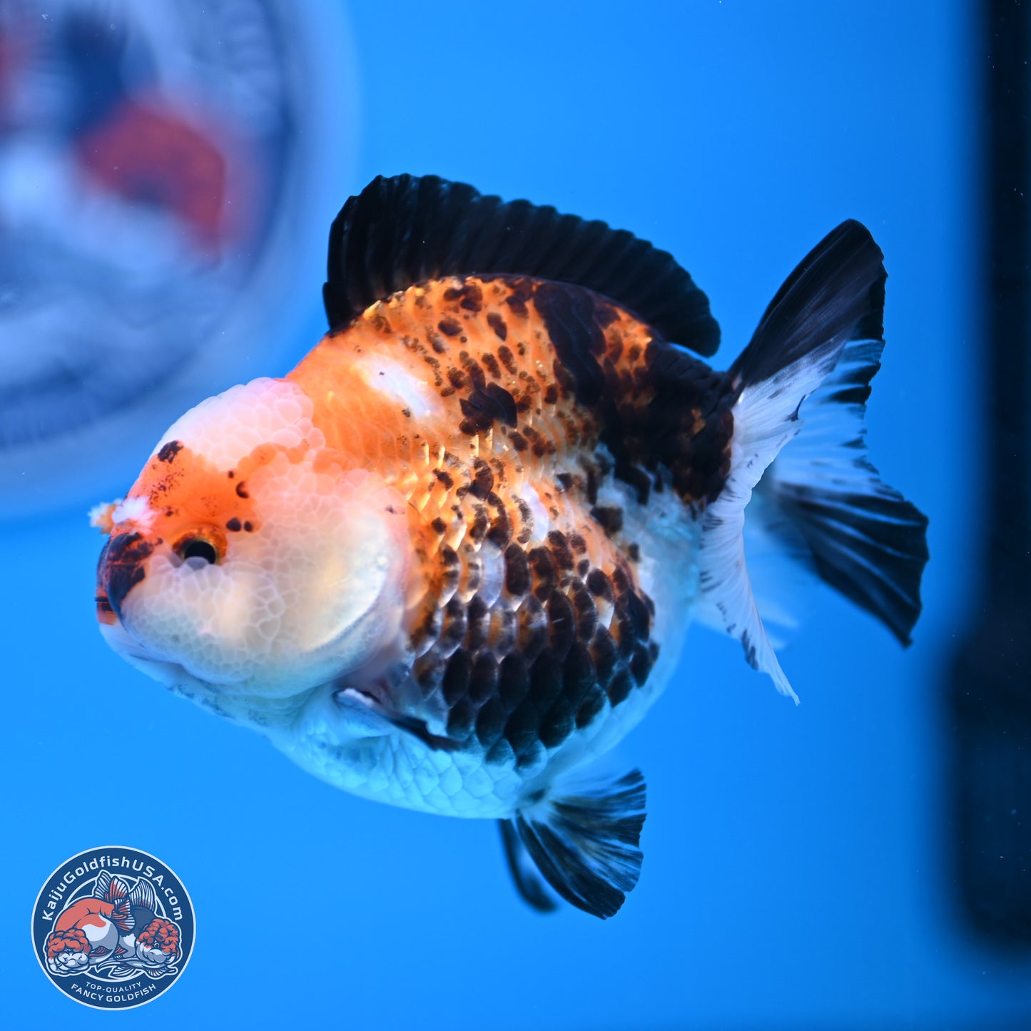 Tricolor Jade Seal YuanBao Oranda 3.5in Body (240816_OR19) - Kaiju Goldfish USA