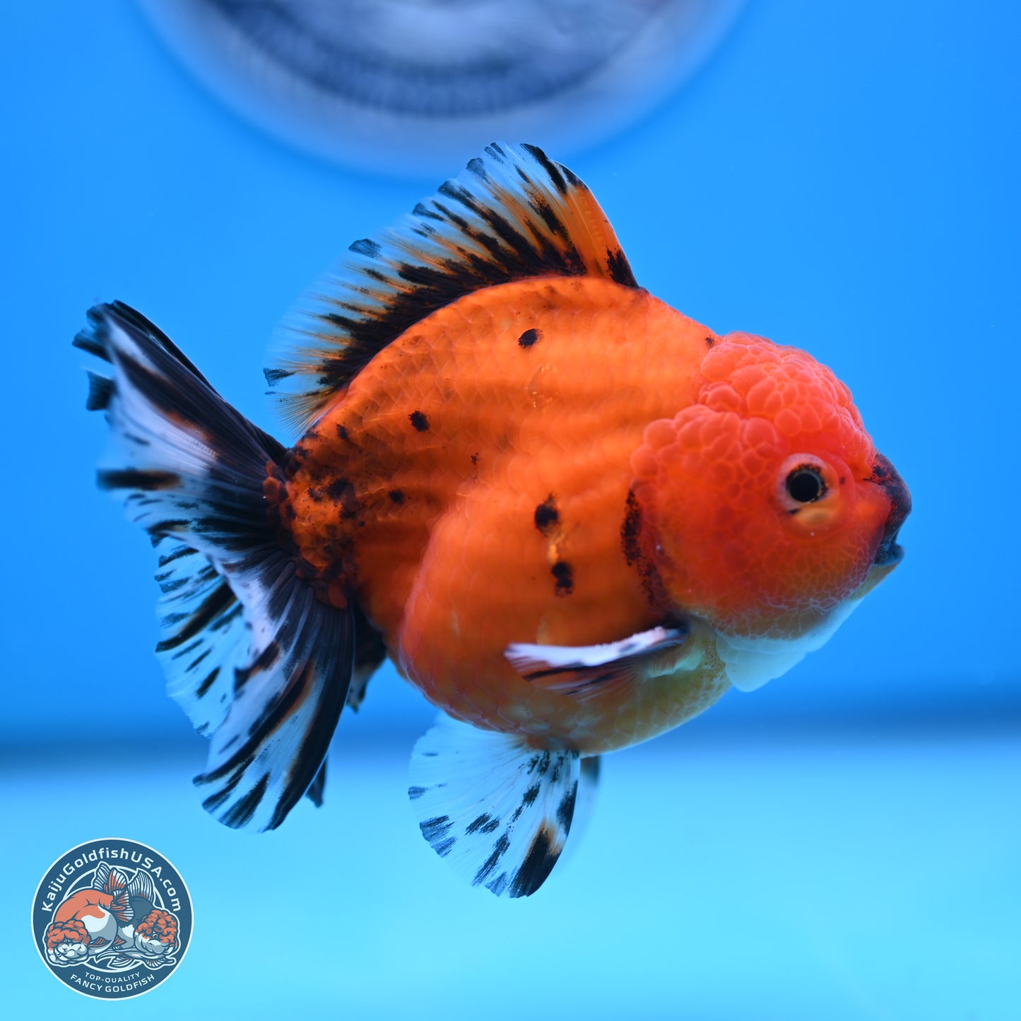 Shogun Tiger Oranda 3.5 inches Body - Male (250207_OR19)