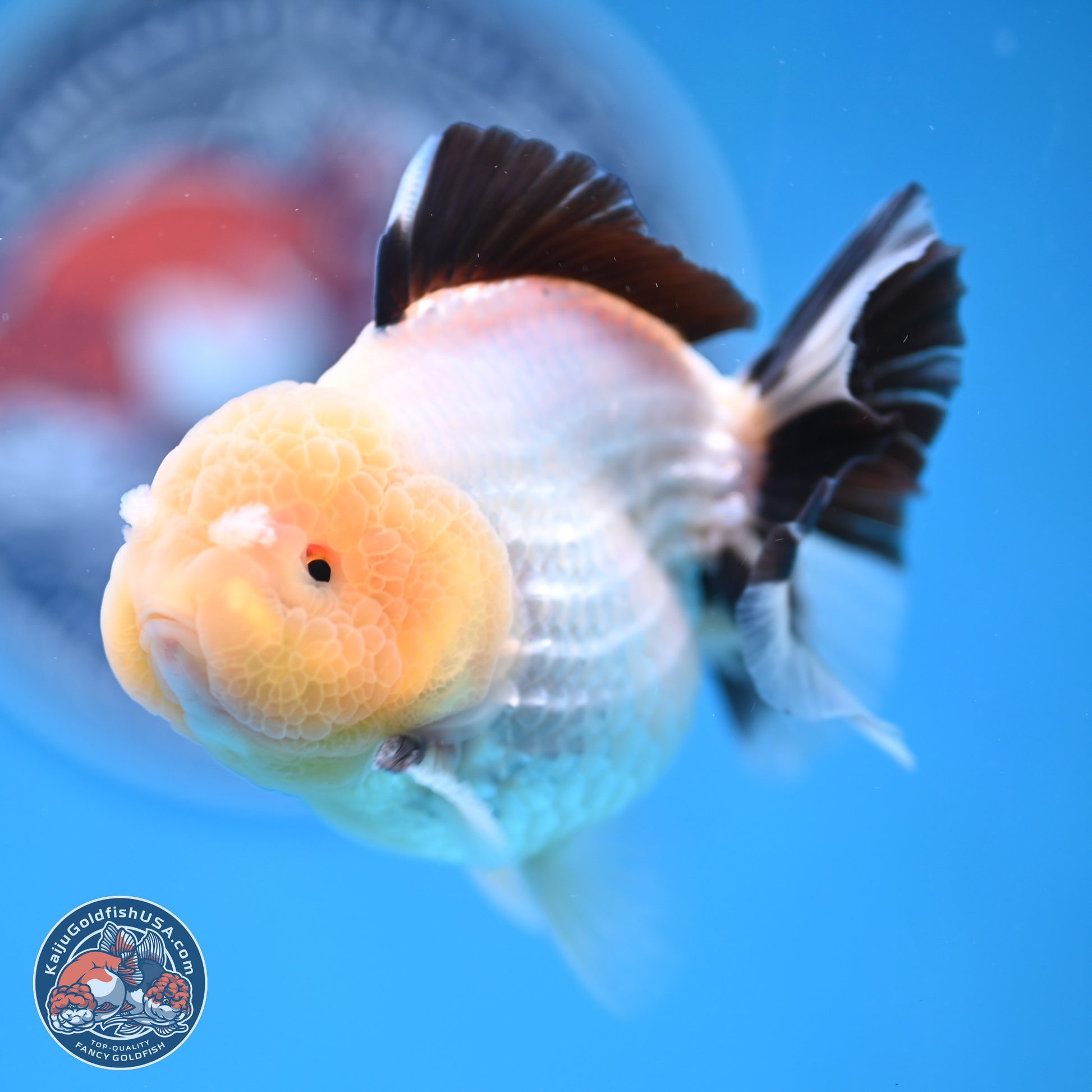 Panda Oranda 3.25 inches Body - Male (241227_OR19) - Kaiju Goldfish USA