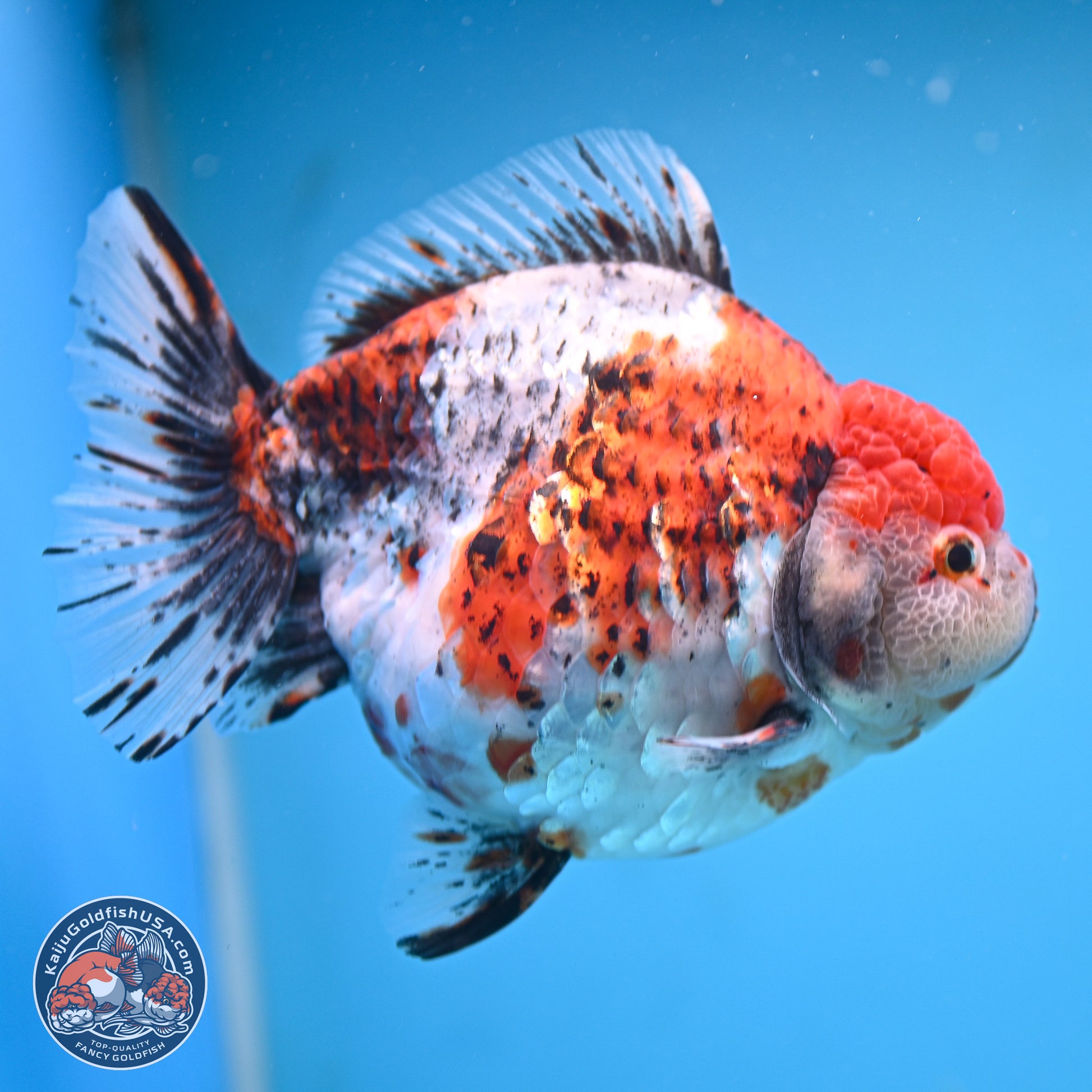 Jumbo Shogun Godzilla Oranda 6.5 inches - Male (241115_OR19) - Kaiju Goldfish USA