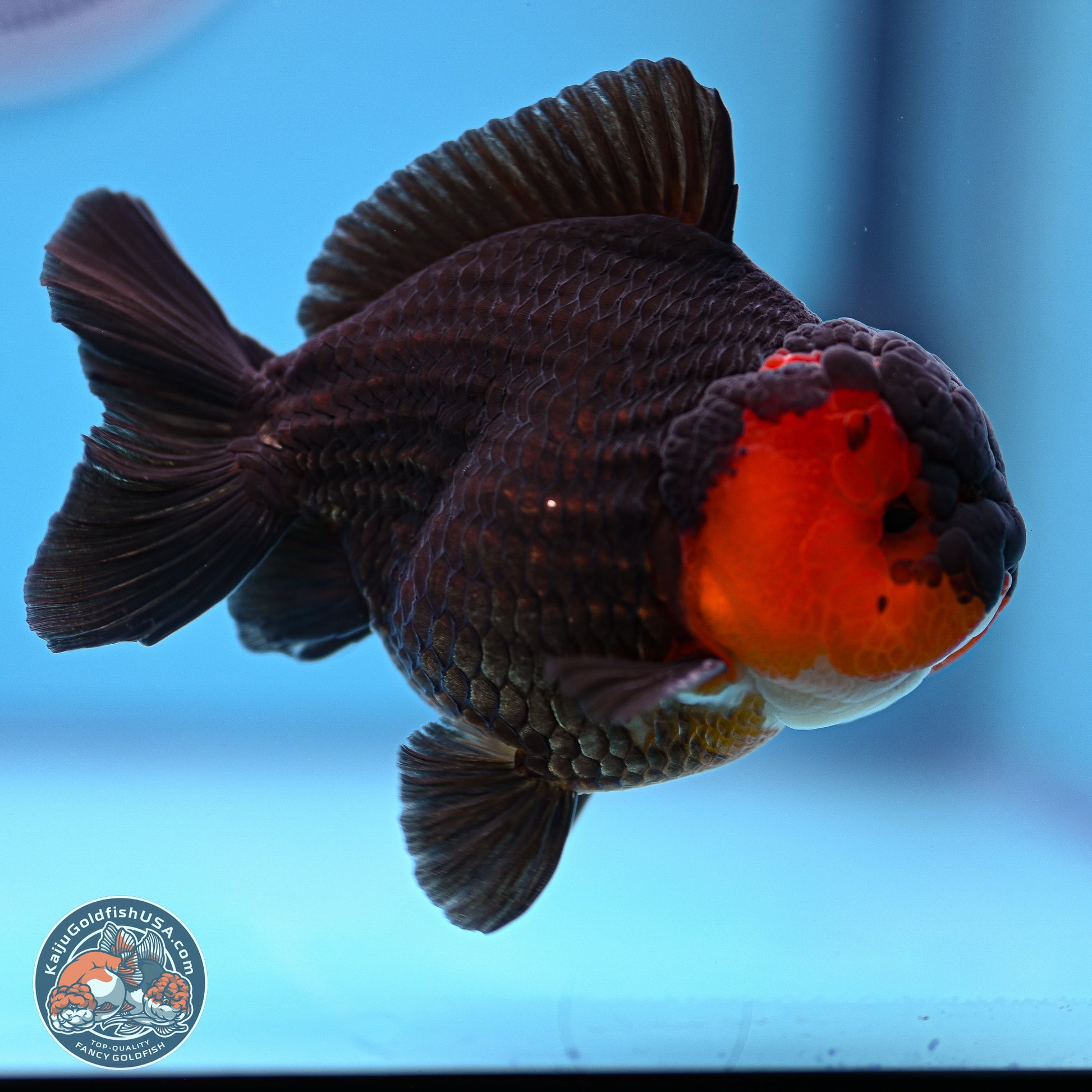 Tricolor Oranda 3.5-4.5 inches (240913_OR19) - Kaiju Goldfish USA