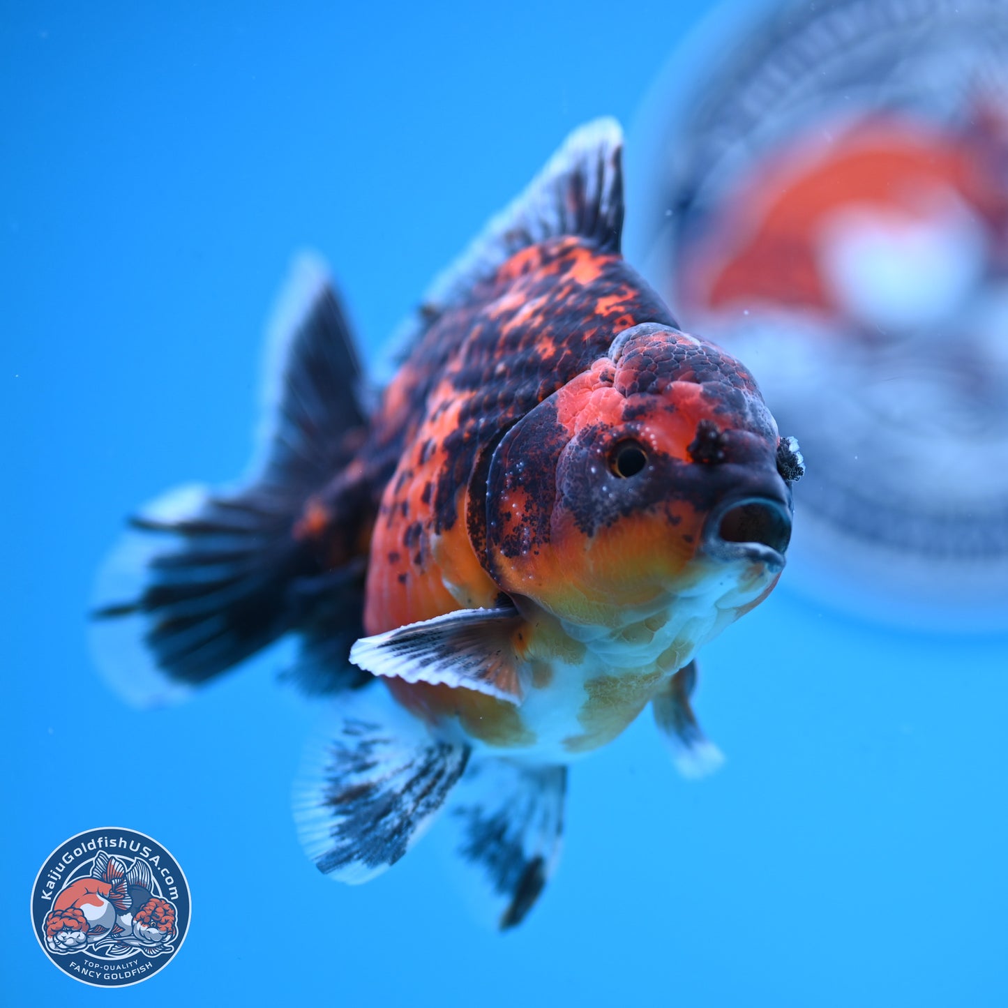 Shogun Red Kirin Oranda 4 inches Body - Male (250131_OR19)