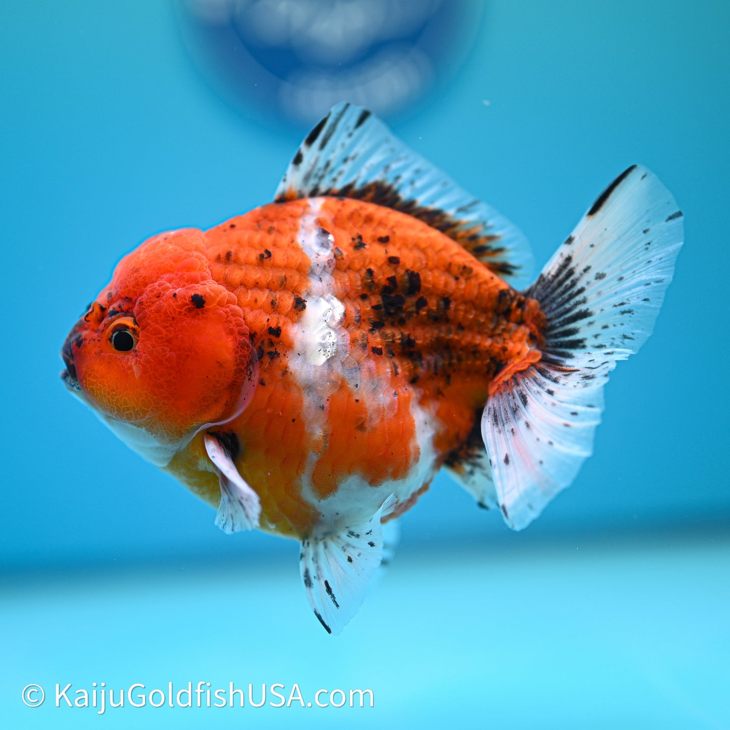 Shogun Godzilla Oranda 4in Body (240614_OR19) - Kaiju Goldfish USA