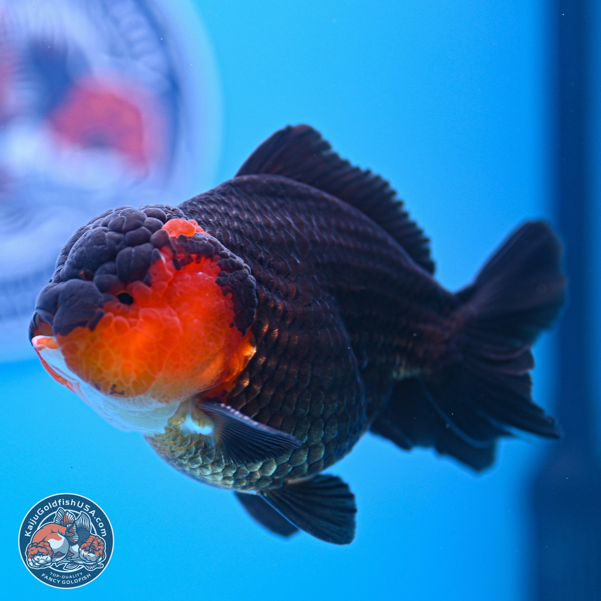 Tricolor Oranda 3.5-4.5 inches (240913_OR19) - Kaiju Goldfish USA