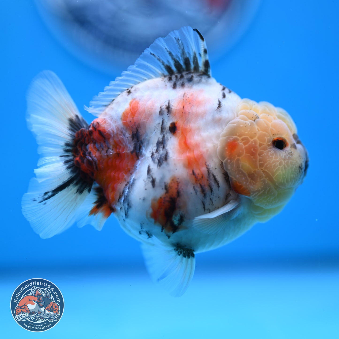Tricolor Sakura YuanBao Oranda 3 inches Body - Male (250307_OR19)