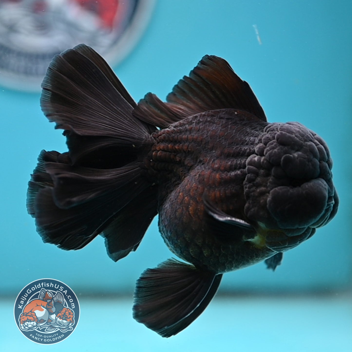 Jet Black Orchid Tail Oranda 4 inches Body - Male (250418_OR19)