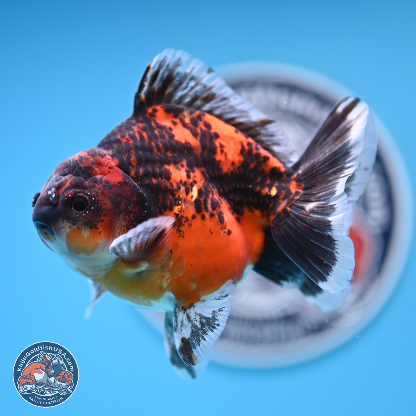 Shogun Red Kirin Oranda 4 inches Body - Male (250131_OR19)