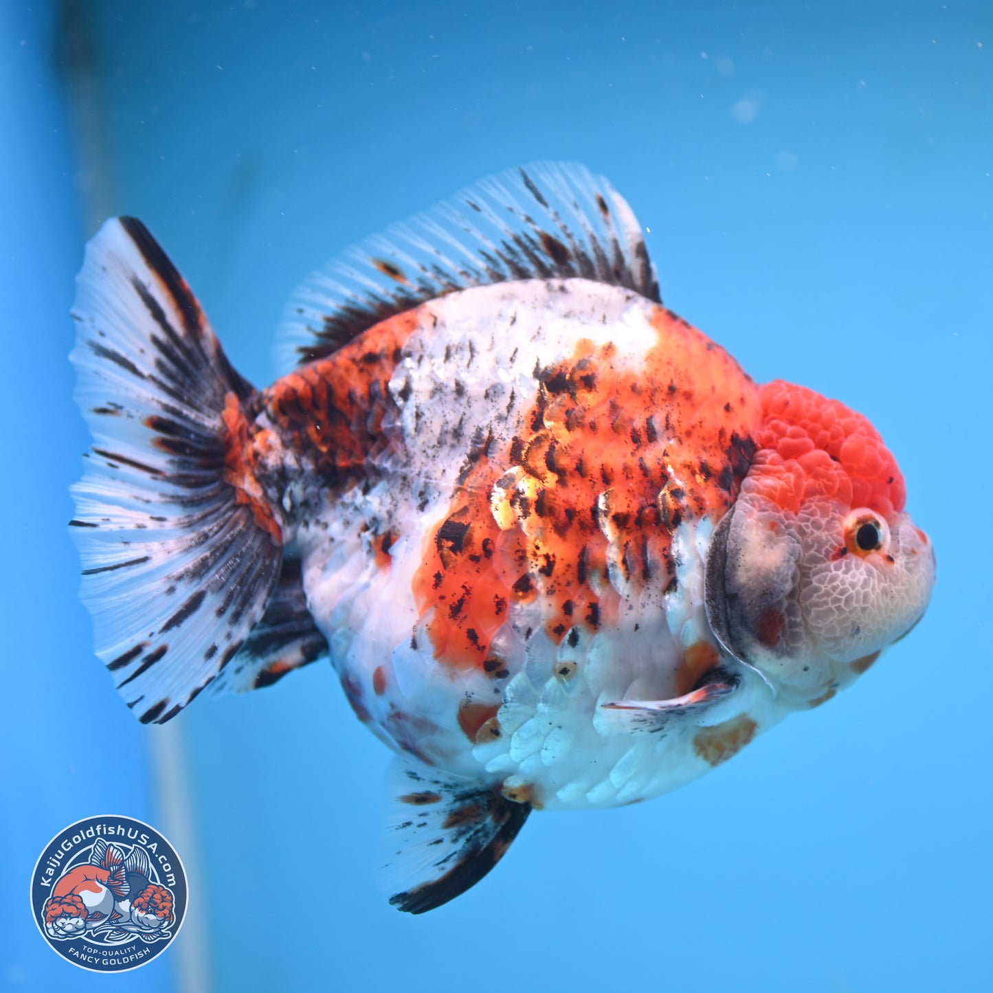 Jumbo Shogun Godzilla Oranda 6.5 inches - Male (241115_OR19) - Kaiju Goldfish USA