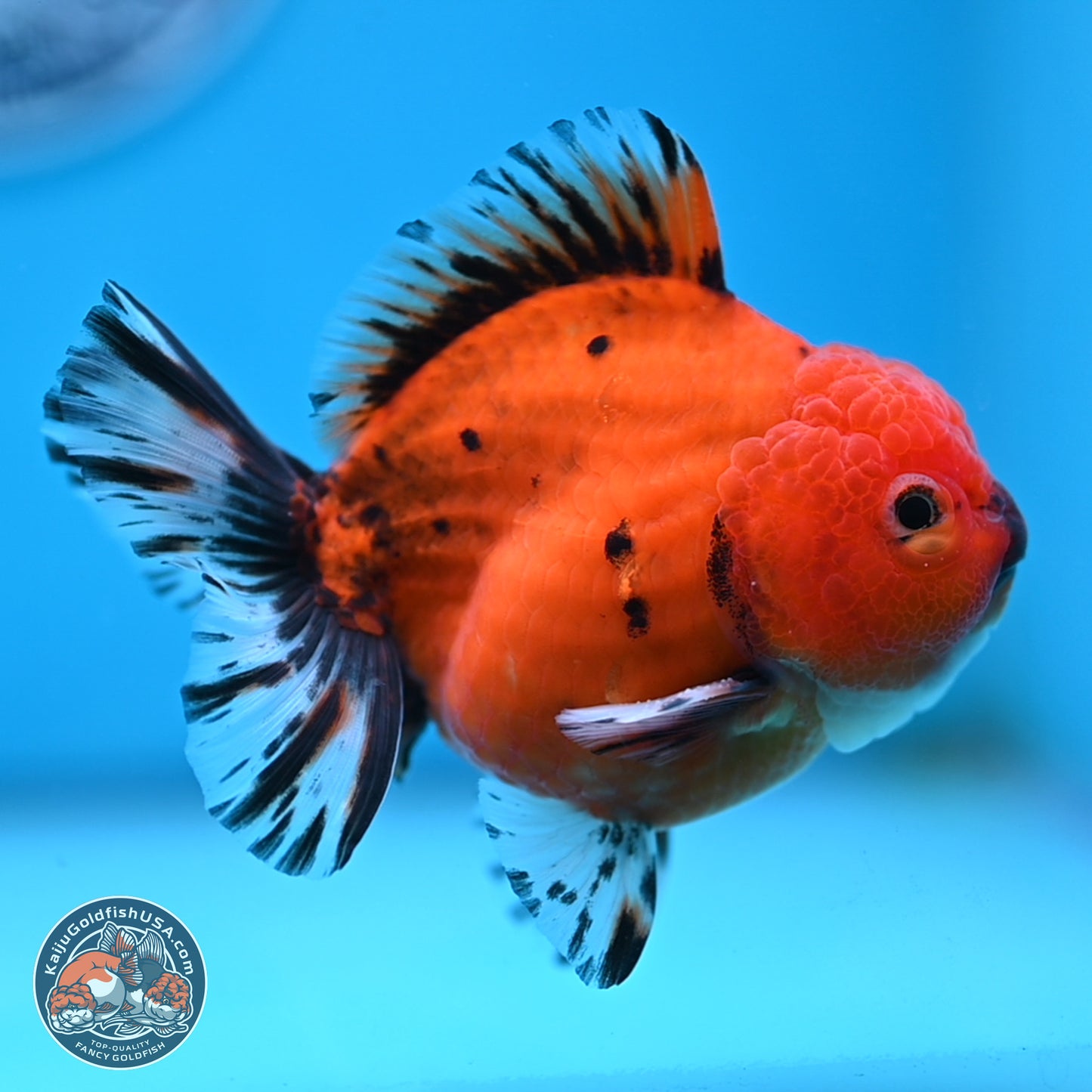 Shogun Tiger Oranda 3.5 inches Body - Male (250207_OR19)