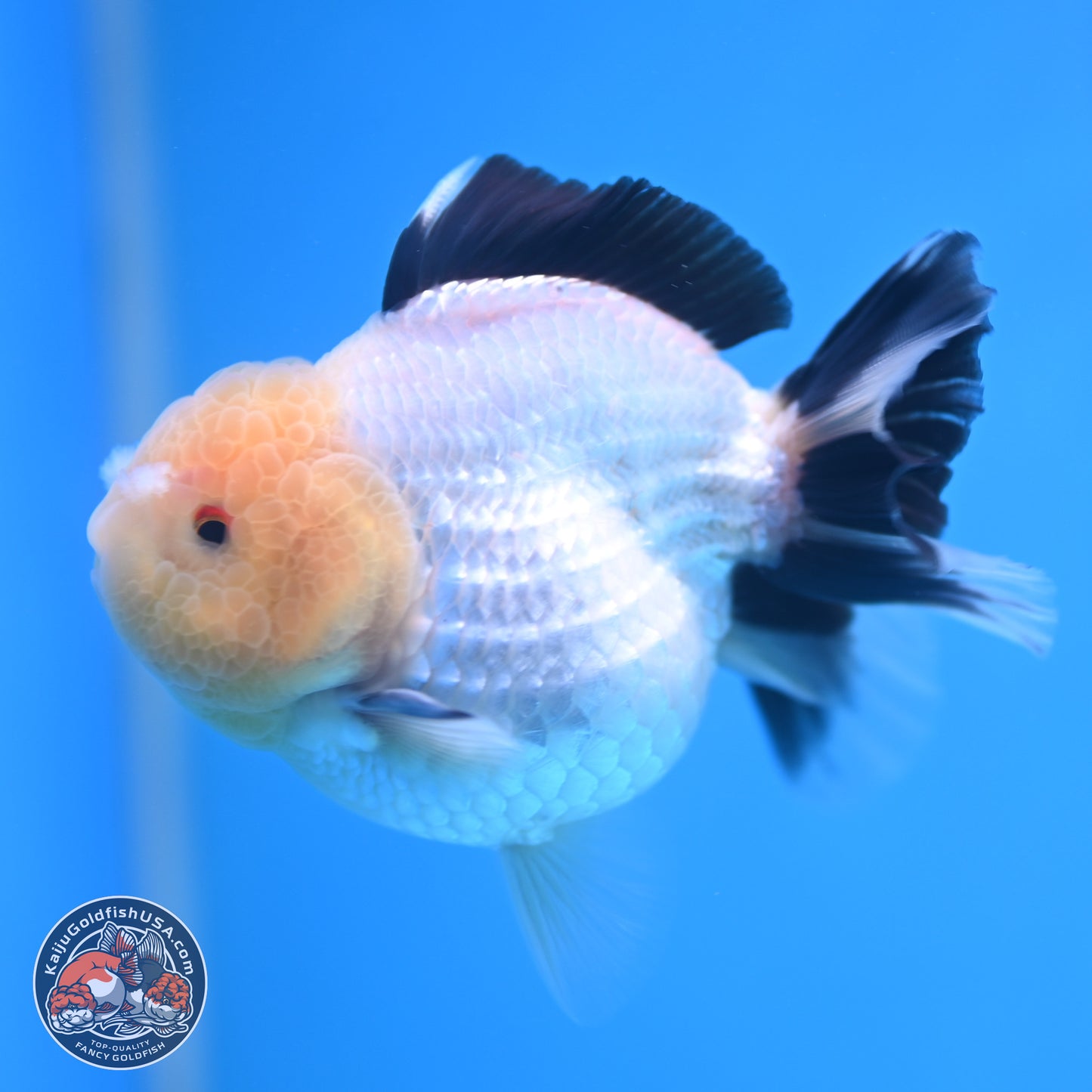 Panda Oranda 3.25 inches Body - Male (241227_OR19) - Kaiju Goldfish USA