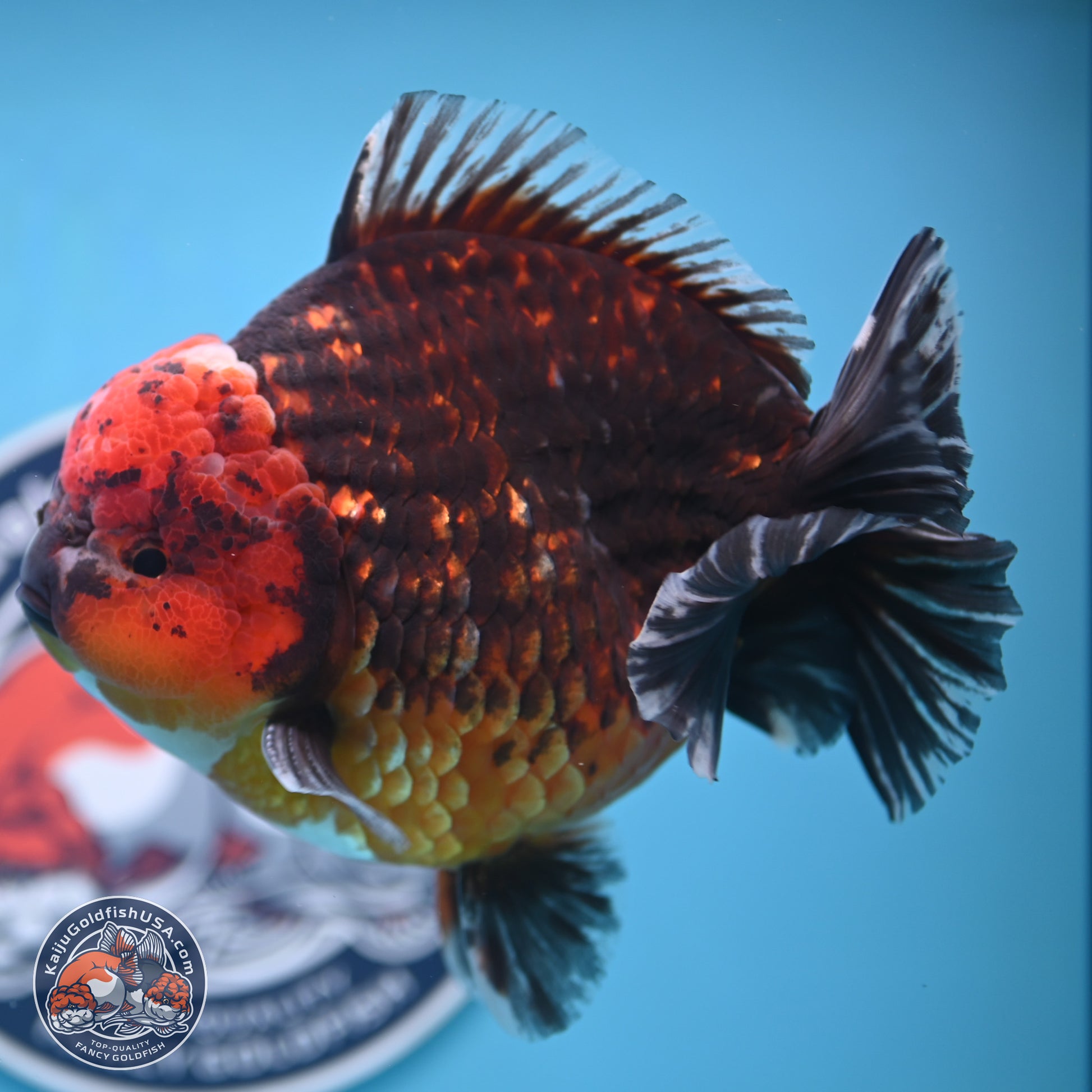 Jumbo Shogun Godzilla Red Kirin Oranda 6-7 inches (241004_OR19) - Kaiju Goldfish USA