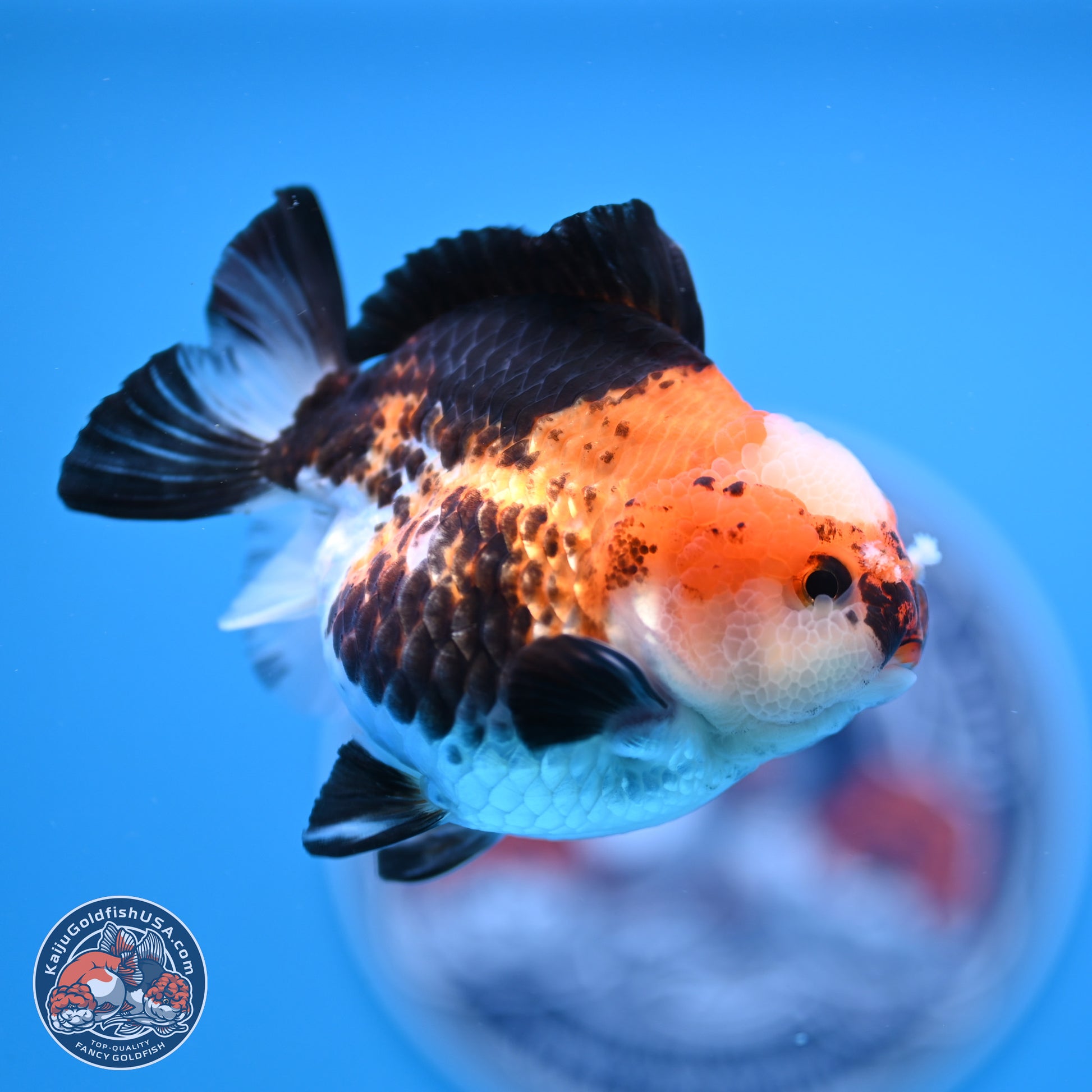 Tricolor Jade Seal YuanBao Oranda 3.5in Body (240816_OR19) - Kaiju Goldfish USA