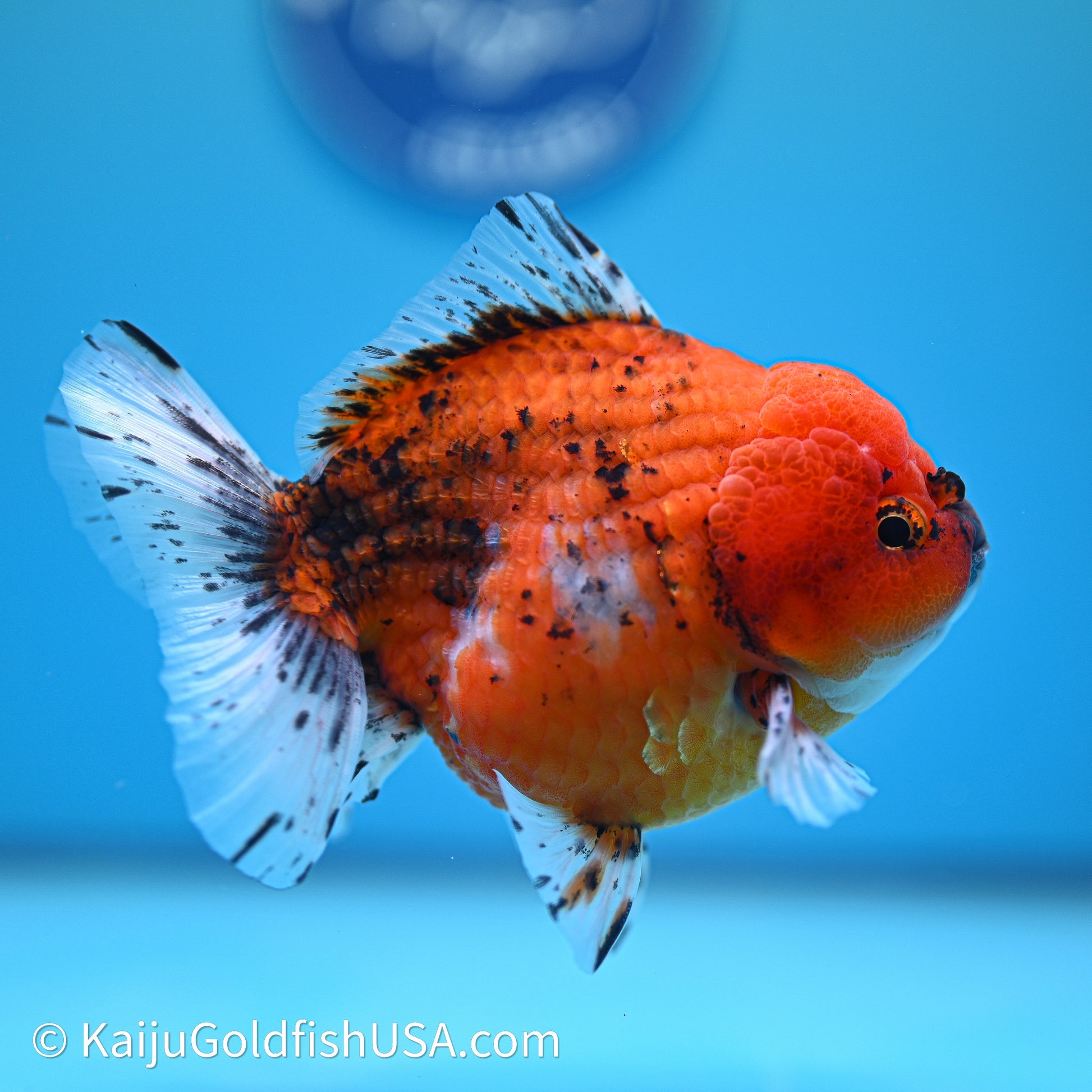 Shogun Godzilla Oranda 4in Body (240614_OR19) - Kaiju Goldfish USA