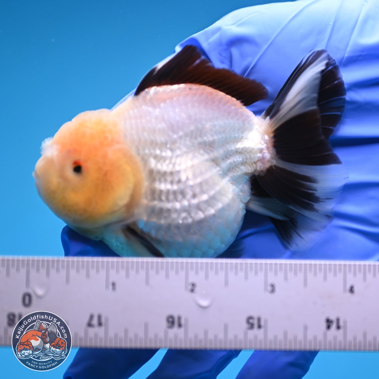 Panda Oranda 3.25 inches Body - Male (241227_OR19) - Kaiju Goldfish USA