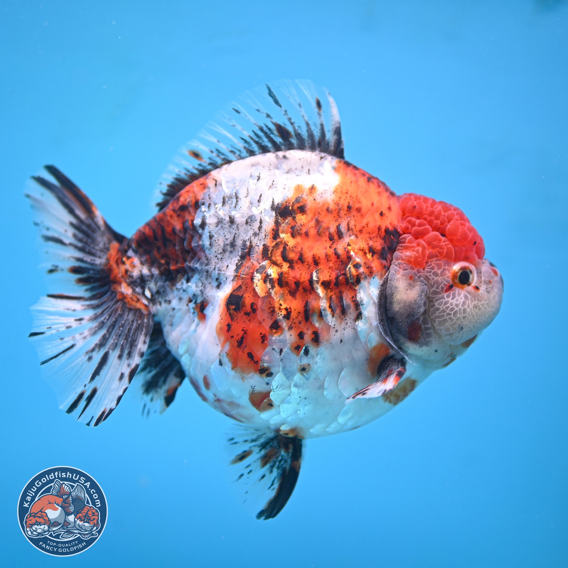 Jumbo Shogun Godzilla Oranda 6.5 inches - Male (241115_OR19) - Kaiju Goldfish USA