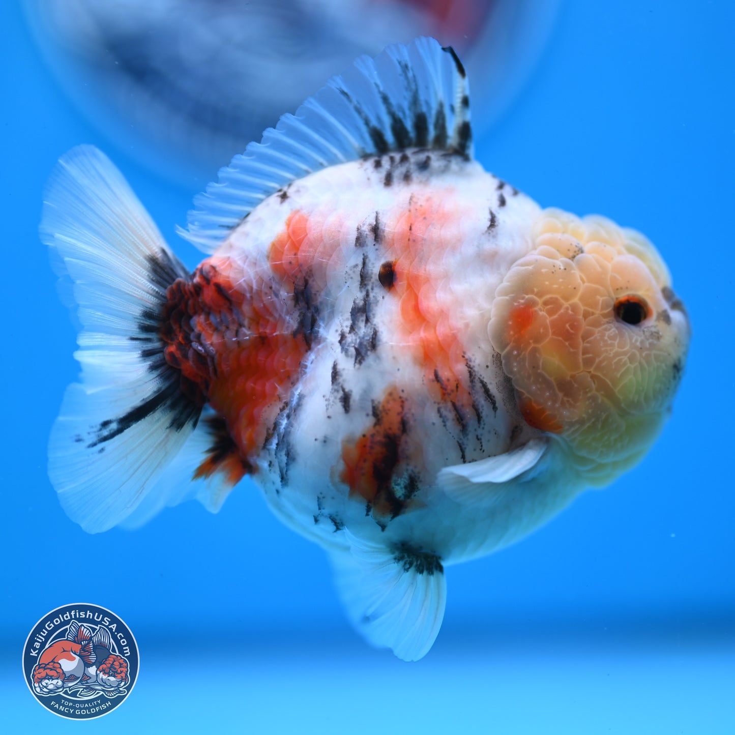 Tricolor Sakura YuanBao Oranda 3 inches Body - Male (250307_OR19)