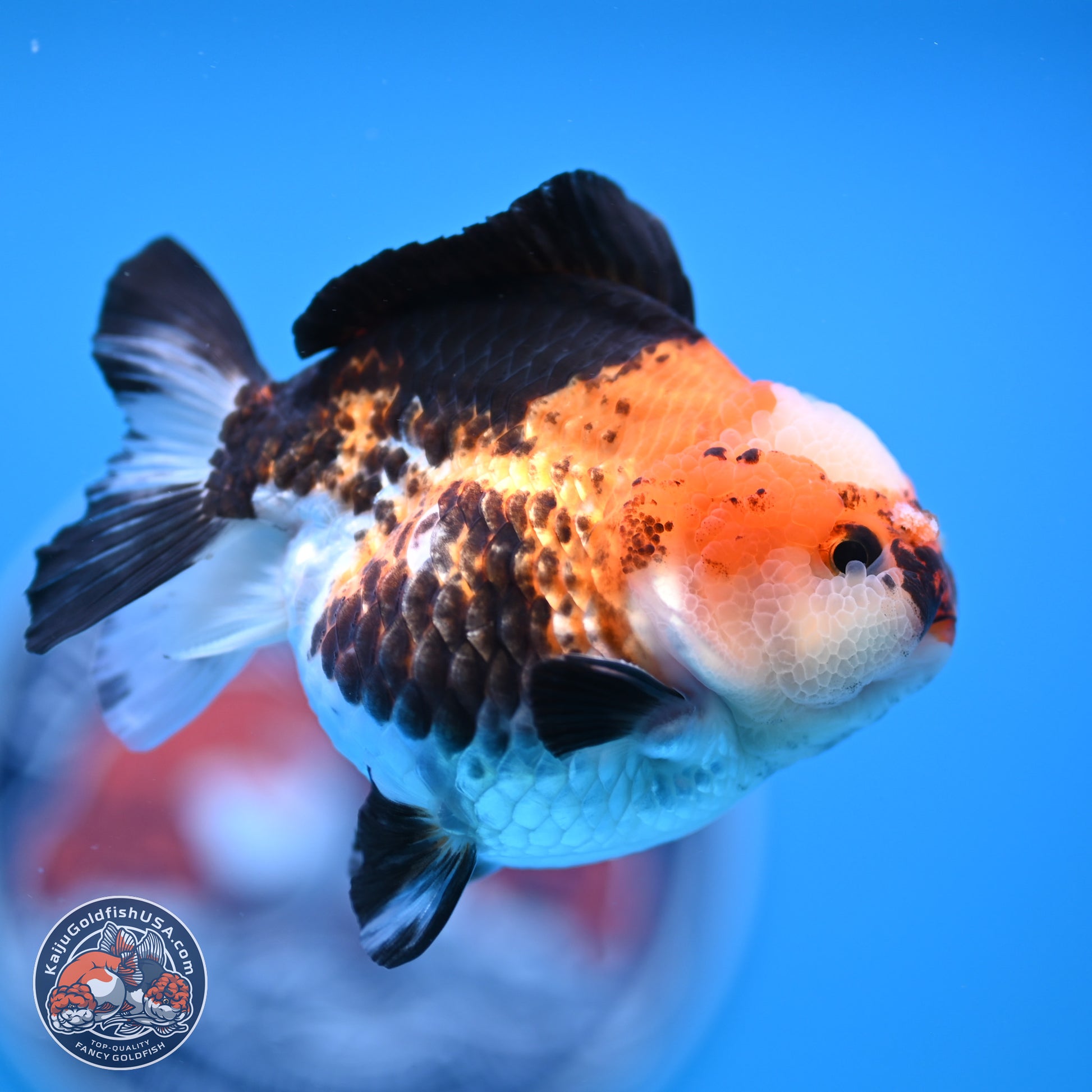 Tricolor Jade Seal YuanBao Oranda 3.5in Body (240816_OR19) - Kaiju Goldfish USA