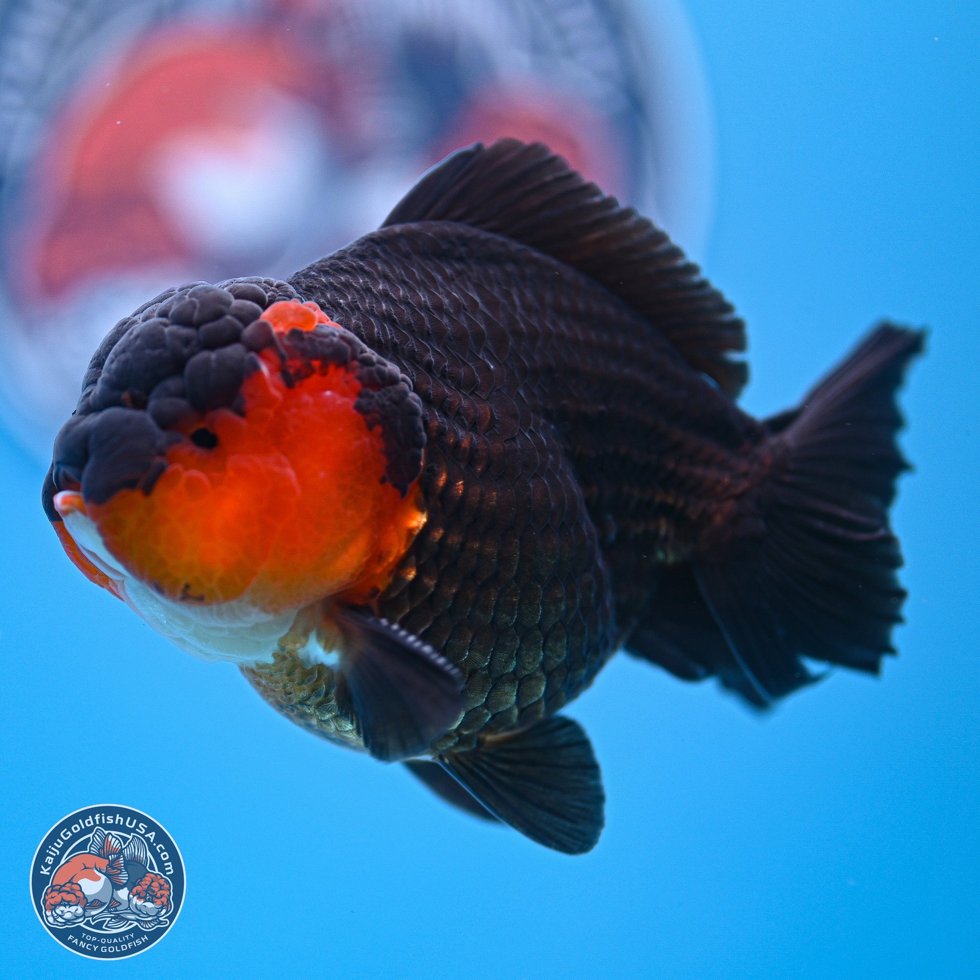 Tricolor Oranda 3.5-4.5 inches (240913_OR19) - Kaiju Goldfish USA