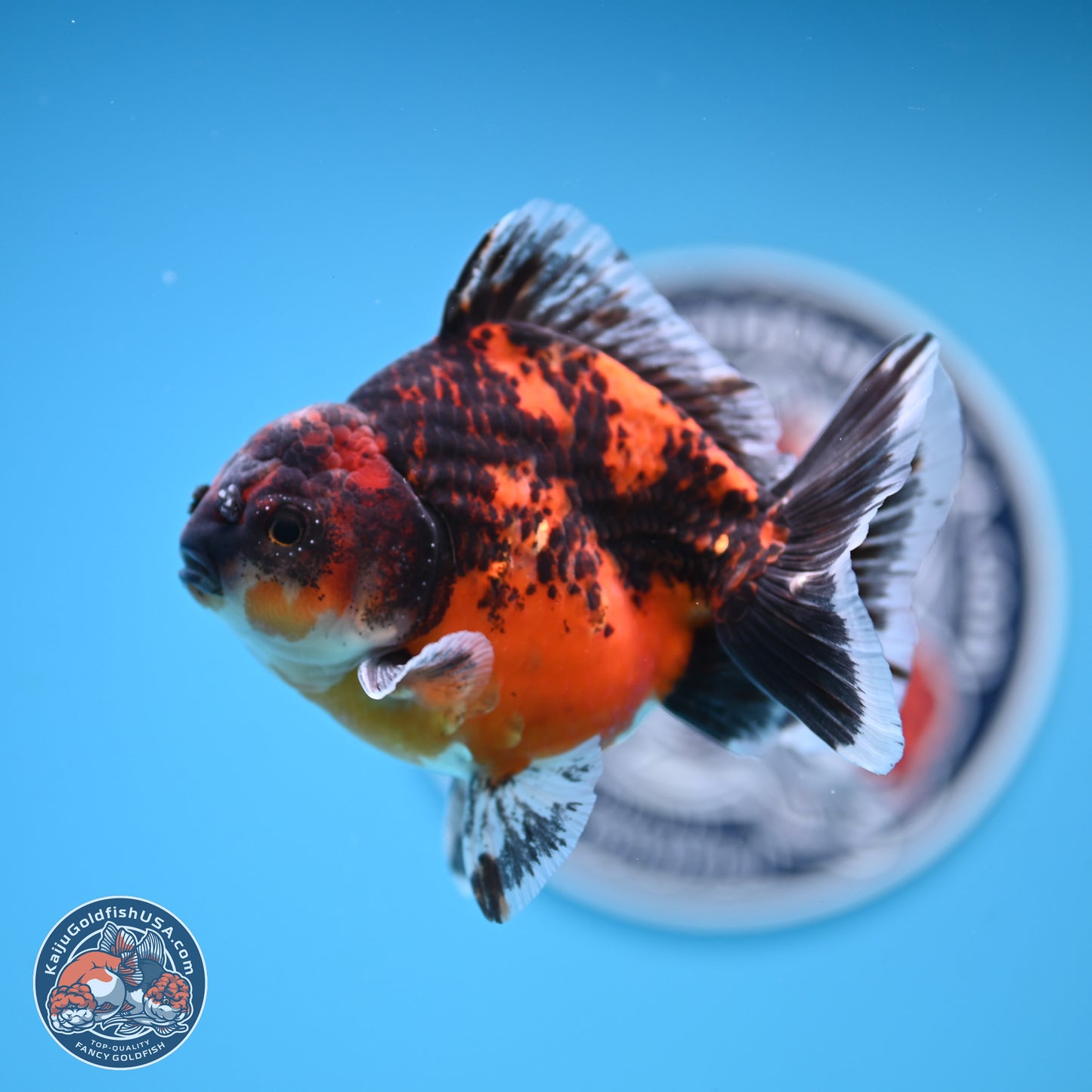 Shogun Red Kirin Oranda 4 inches Body - Male (250131_OR19)