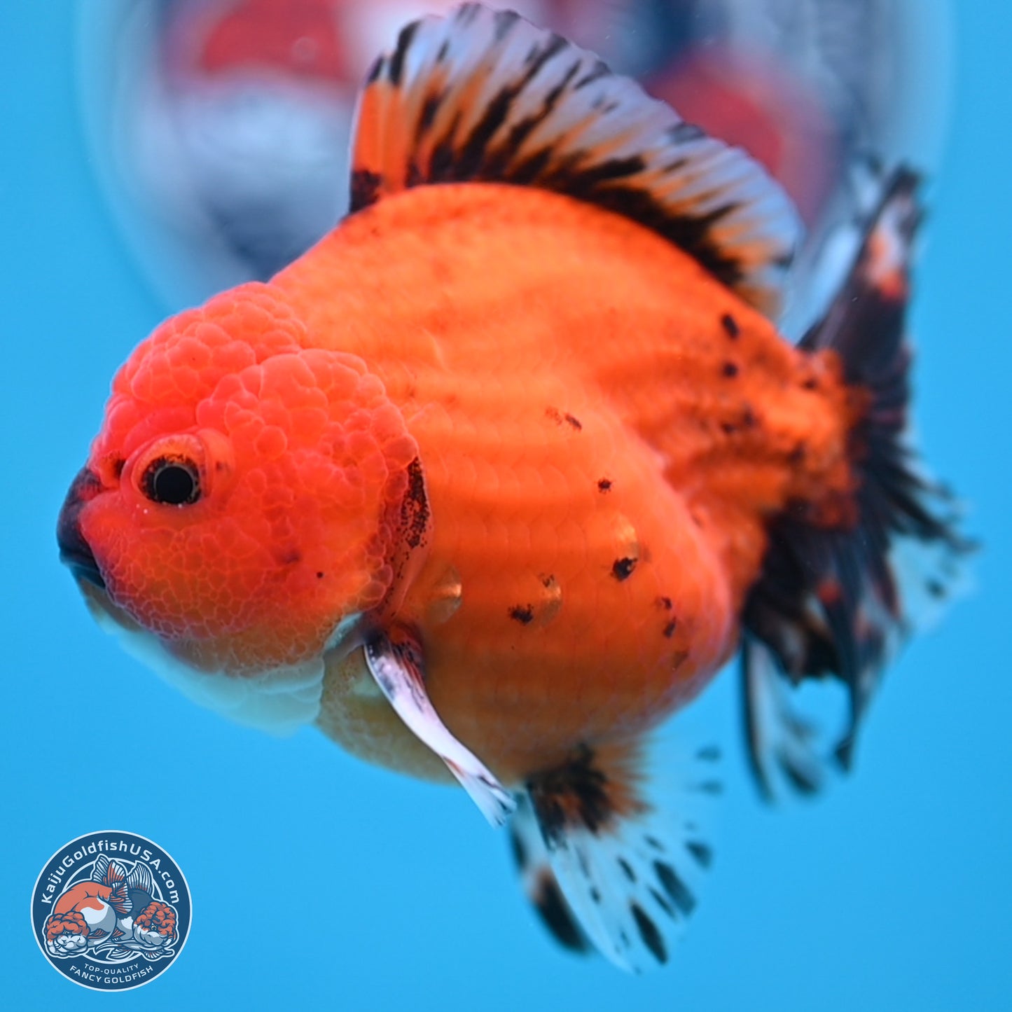 Shogun Tiger Oranda 3.5 inches Body - Male (250207_OR19)