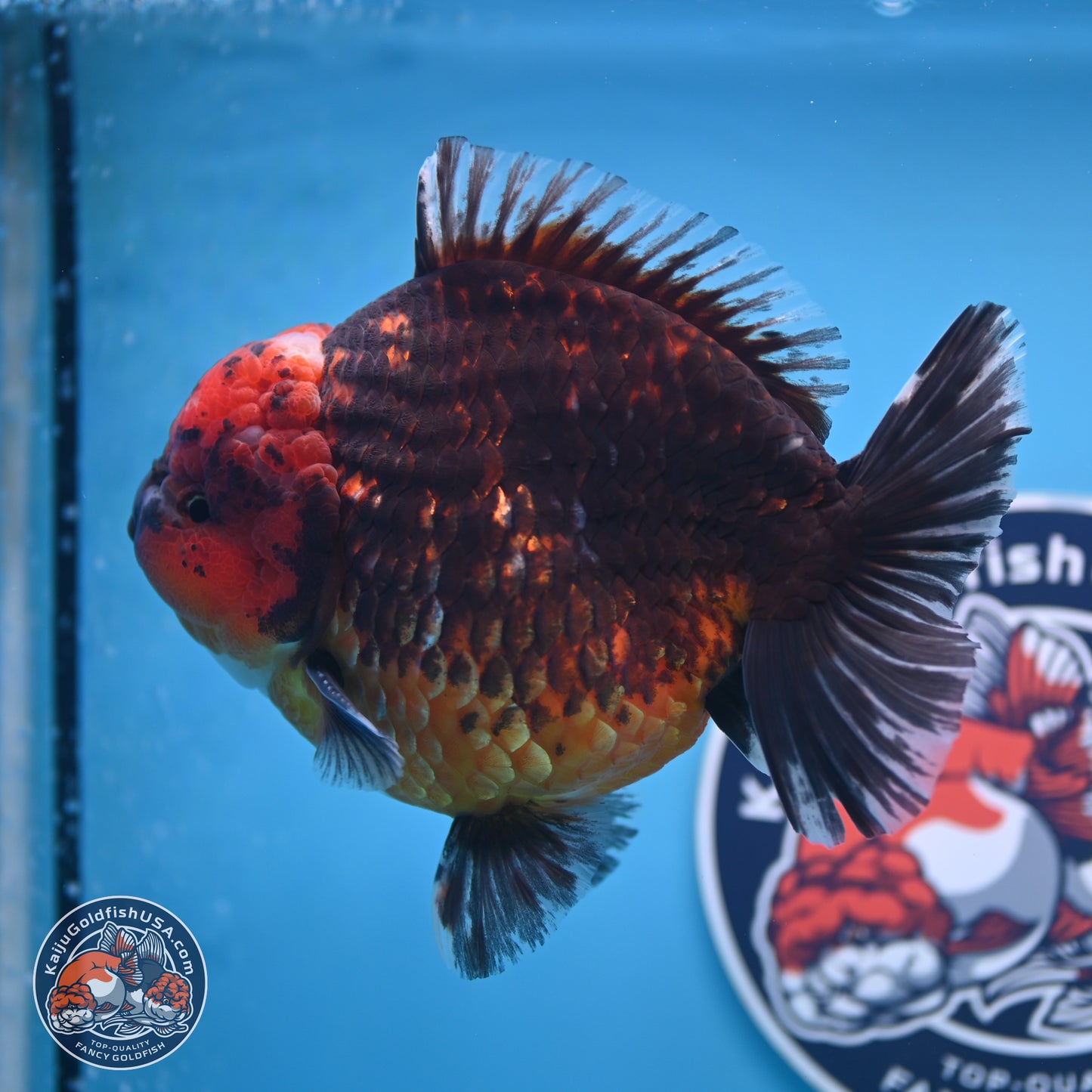 Jumbo Shogun Godzilla Red Kirin Oranda 6-7 inches (241004_OR19) - Kaiju Goldfish USA