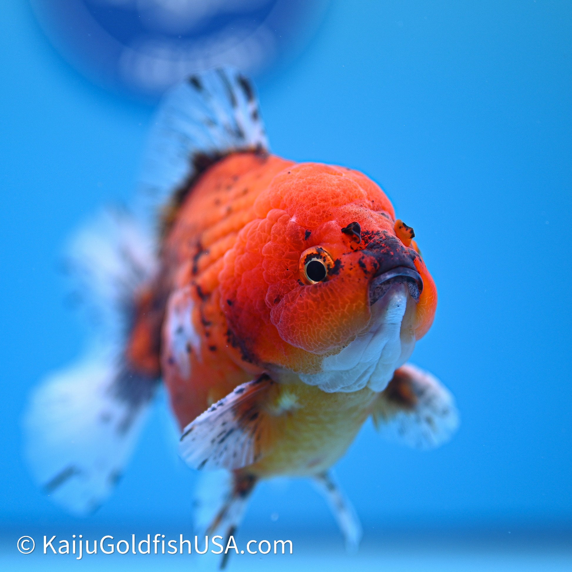 Shogun Godzilla Oranda 4in Body (240614_OR19) - Kaiju Goldfish USA