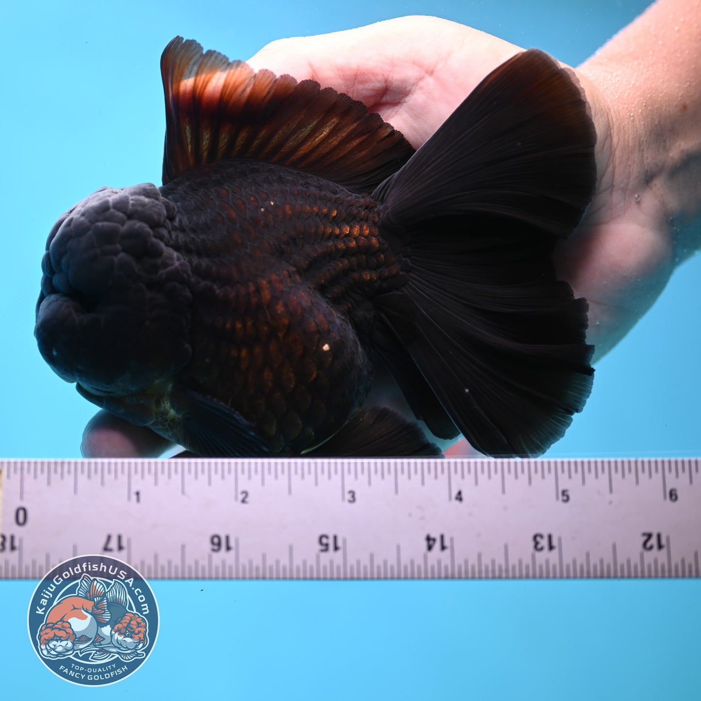 Jet Black Orchid Tail Oranda 4 inches Body - Male (250418_OR19)