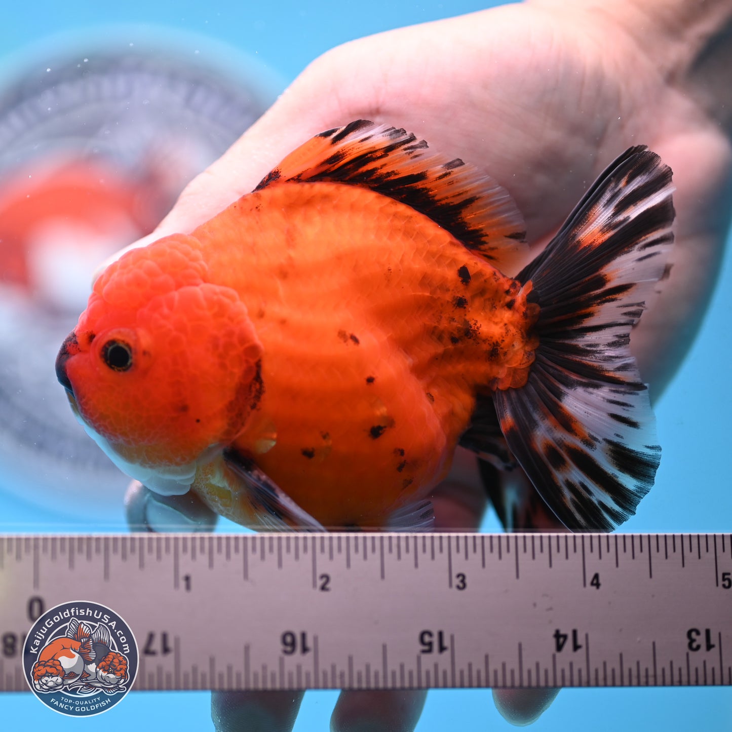 Shogun Tiger Oranda 3.5 inches Body - Male (250207_OR19)