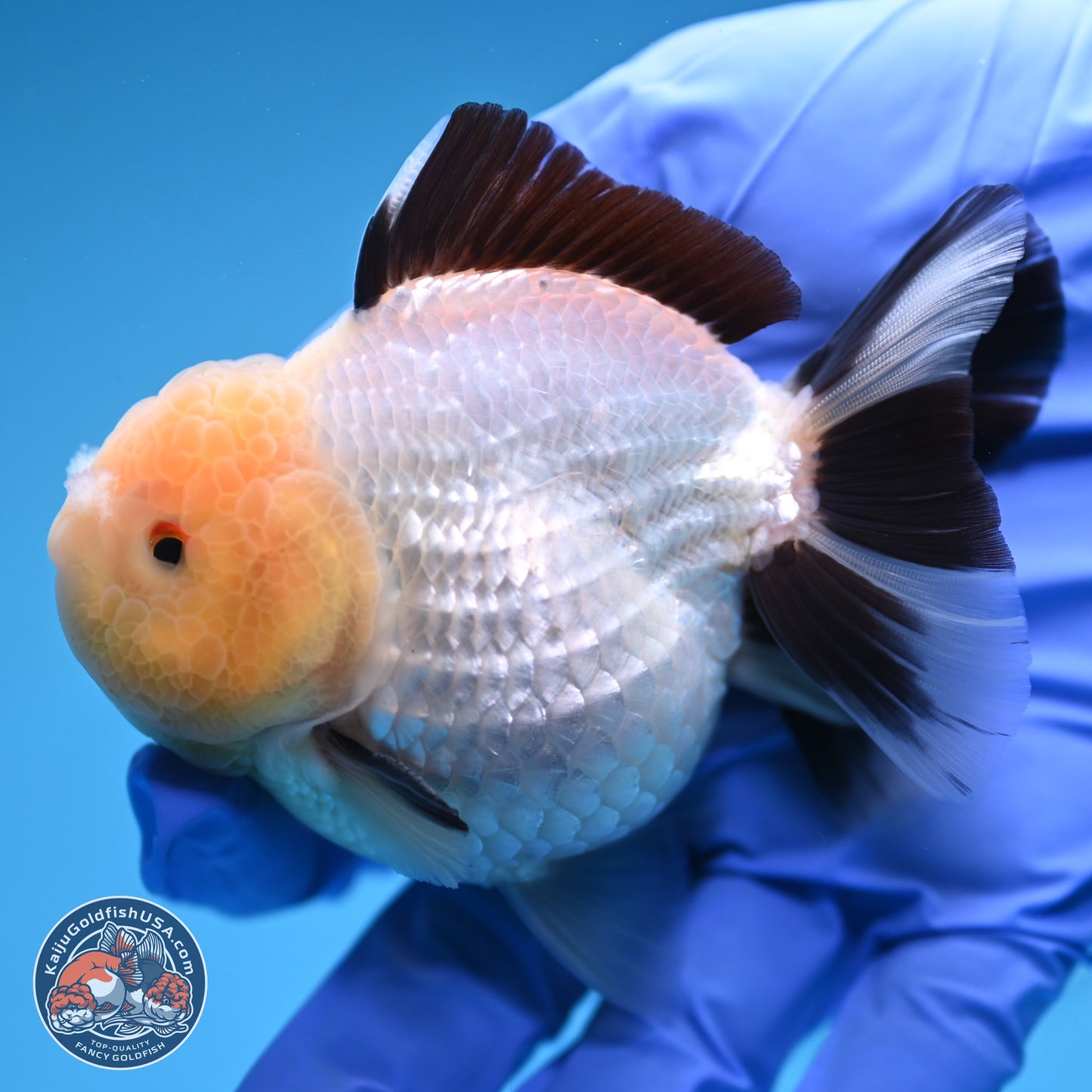 Panda Oranda 3.25 inches Body - Male (241227_OR19) - Kaiju Goldfish USA