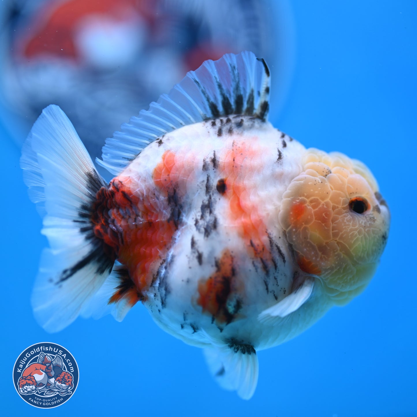 Tricolor Sakura YuanBao Oranda 3 inches Body - Male (250307_OR19)