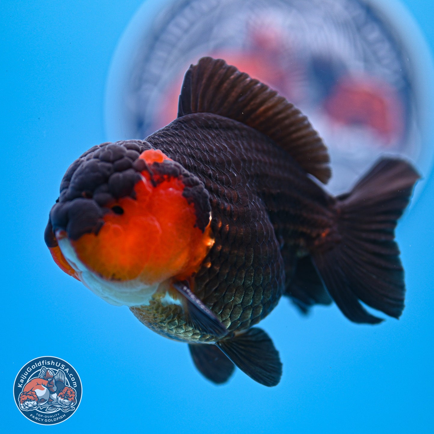 Tricolor Oranda 3.5-4.5 inches (240913_OR19) - Kaiju Goldfish USA