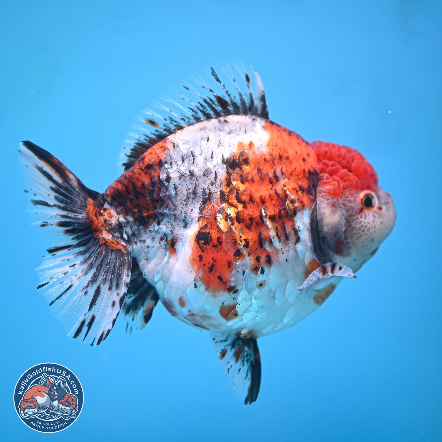 Jumbo Shogun Godzilla Oranda 6.5 inches - Male (241115_OR19) - Kaiju Goldfish USA