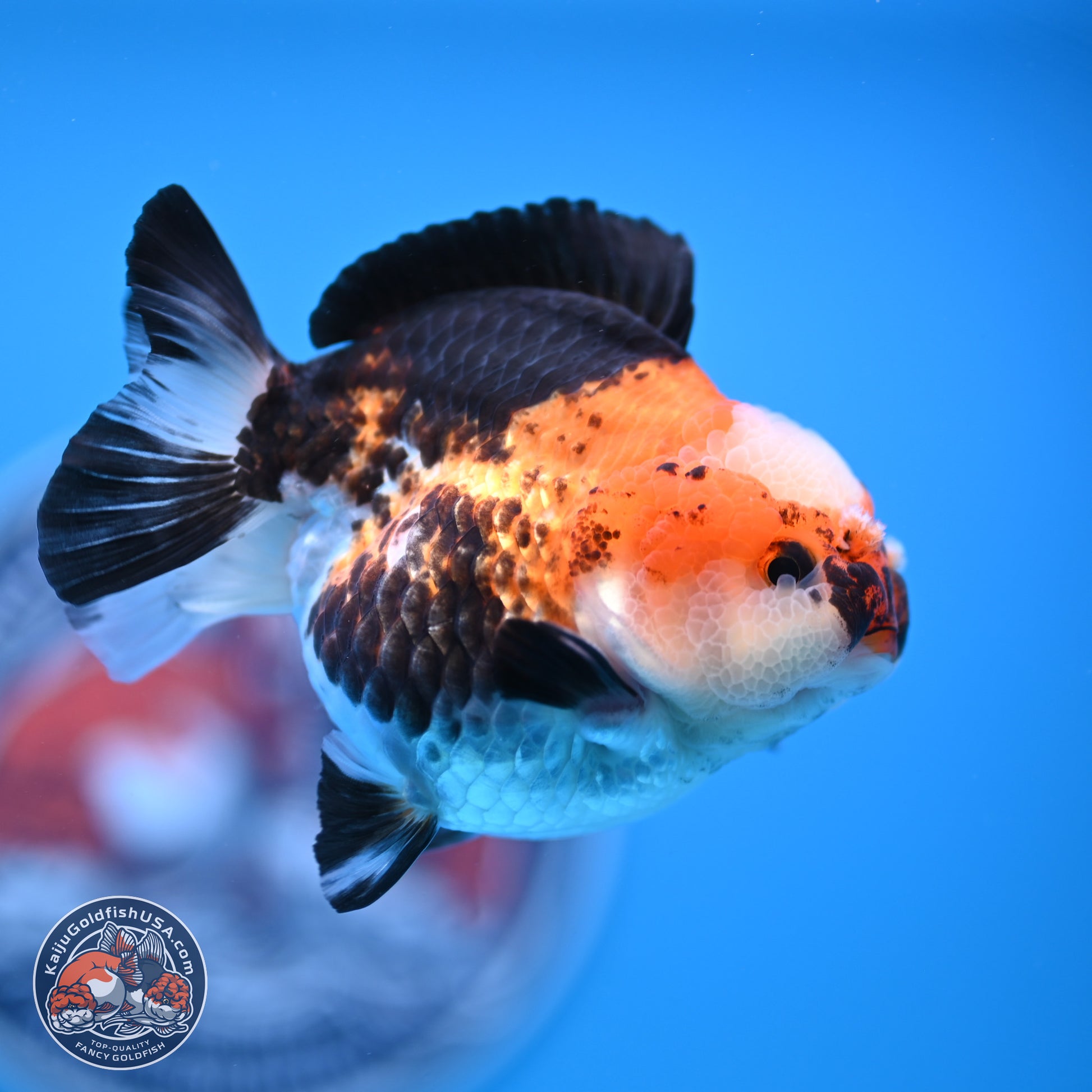 Tricolor Jade Seal YuanBao Oranda 3.5in Body (240816_OR19) - Kaiju Goldfish USA