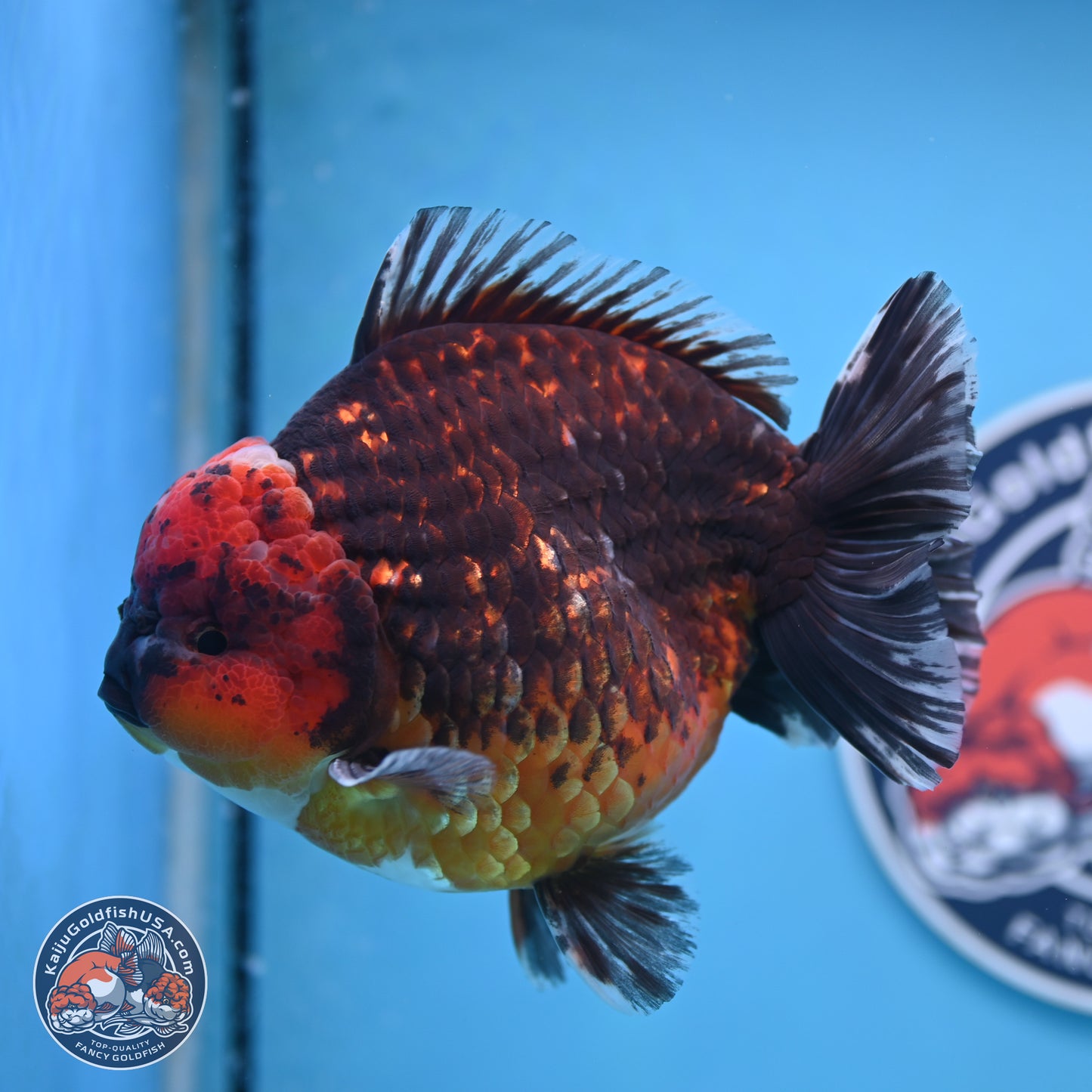 Jumbo Shogun Godzilla Red Kirin Oranda 6-7 inches (241004_OR19) - Kaiju Goldfish USA