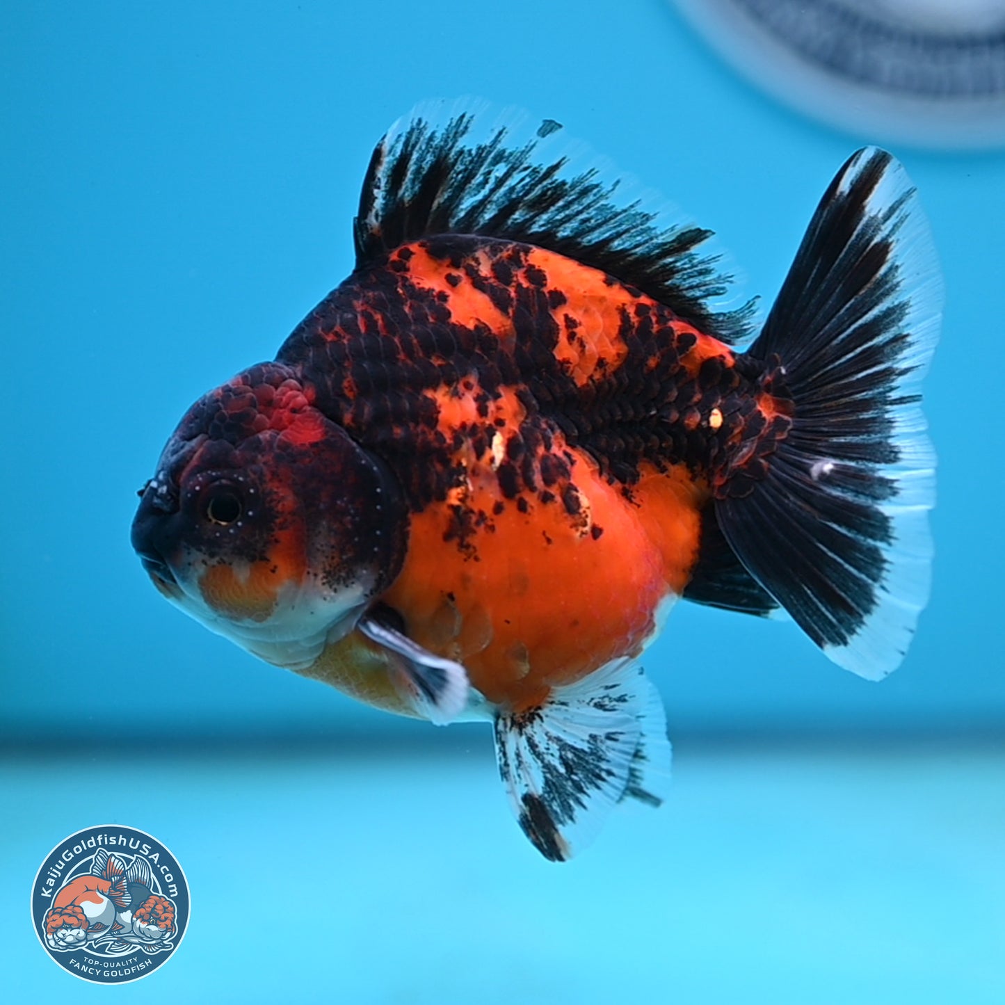 Shogun Red Kirin Oranda 4 inches Body - Male (250131_OR19)