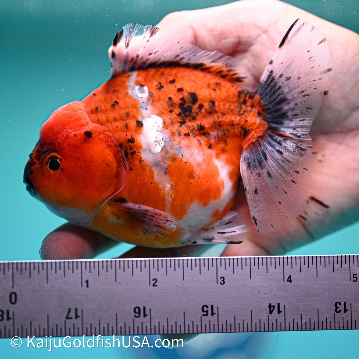 Shogun Godzilla Oranda 4in Body (240614_OR19) - Kaiju Goldfish USA