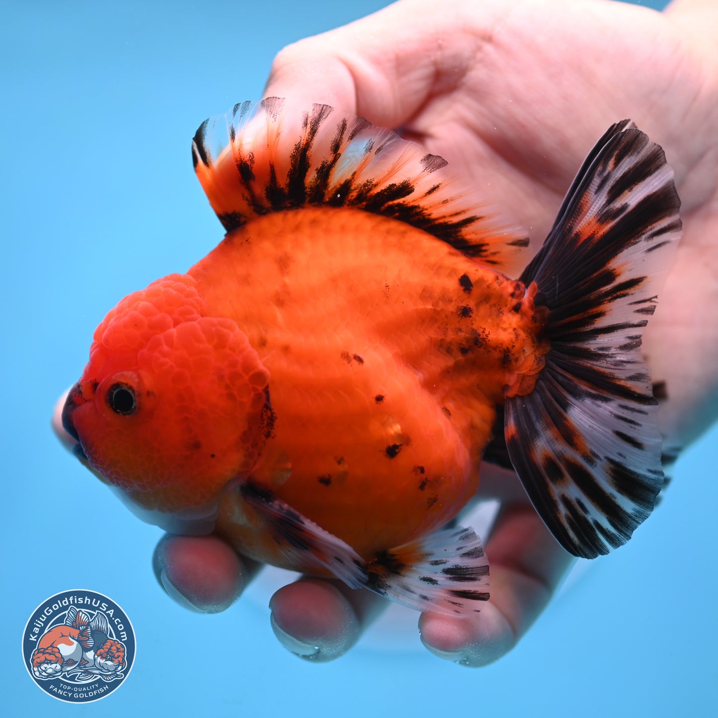 Shogun Tiger Oranda 3.5 inches Body - Male (250207_OR19)