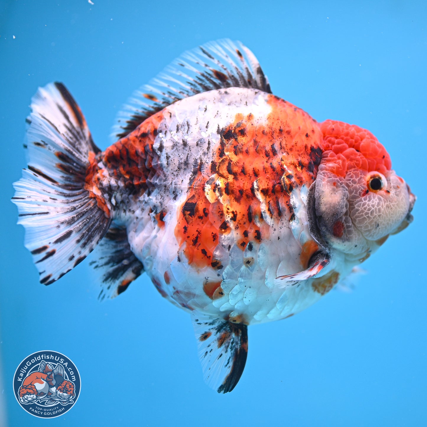 Jumbo Shogun Godzilla Oranda 6.5 inches - Male (241115_OR19) - Kaiju Goldfish USA