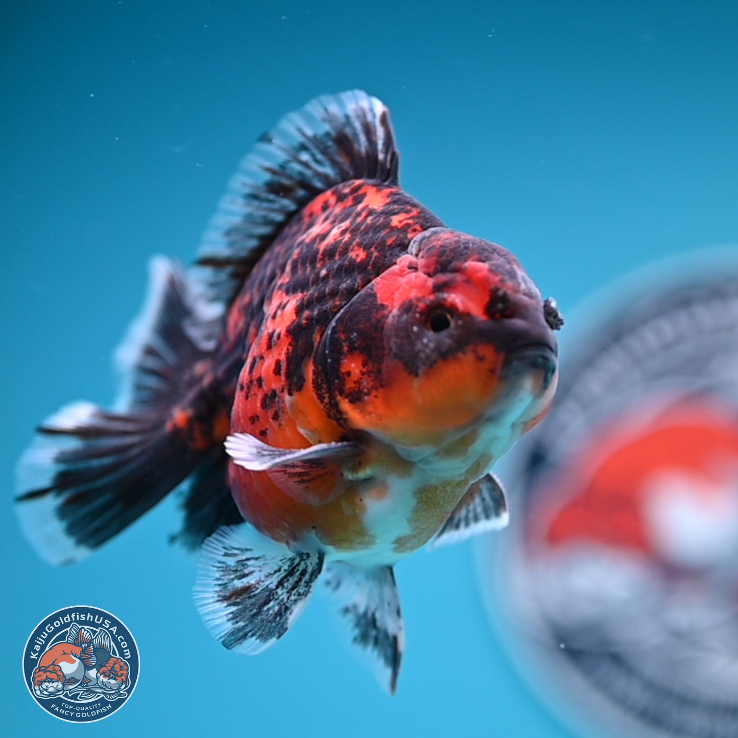 Shogun Red Kirin Oranda 4 inches Body - Male (250131_OR19)