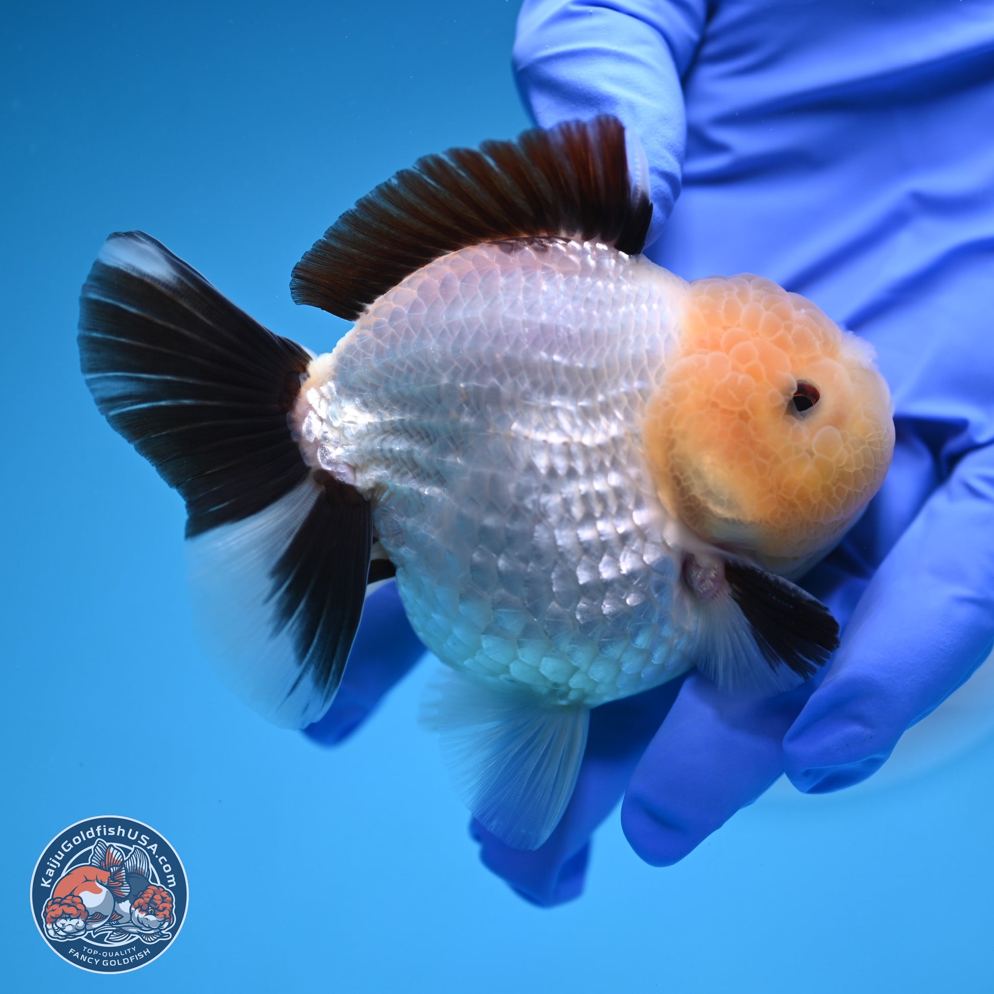 Panda Oranda 3.25 inches Body - Male (241227_OR19) - Kaiju Goldfish USA