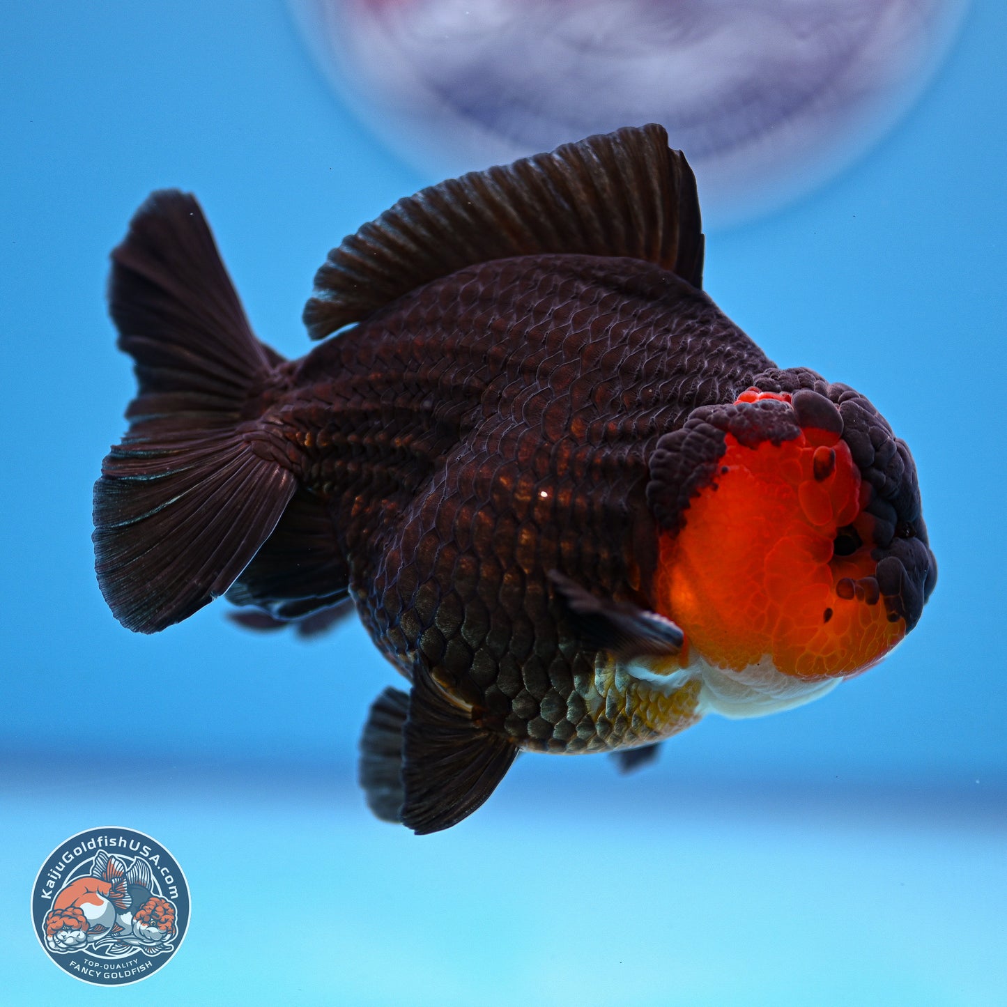 Tricolor Oranda 3.5-4.5 inches (240913_OR19) - Kaiju Goldfish USA